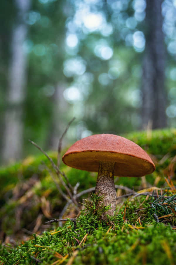enchanted forest, mushroom, reddish-brown, SD Phone Wallpaper