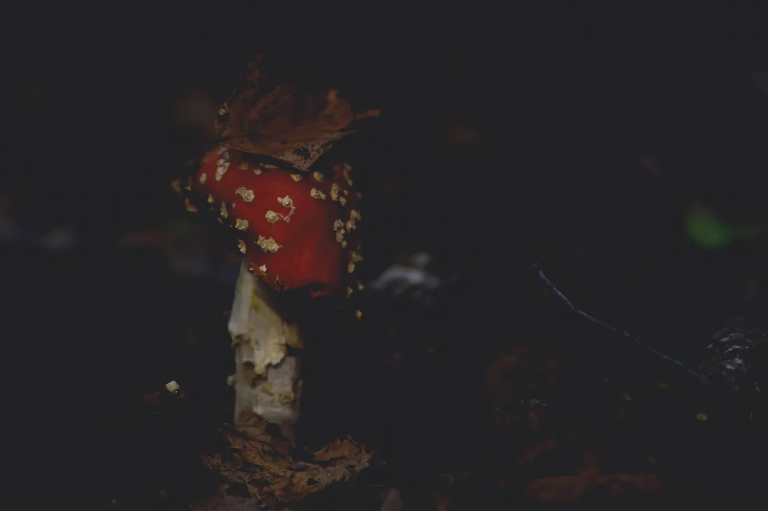 Mushroom Phone