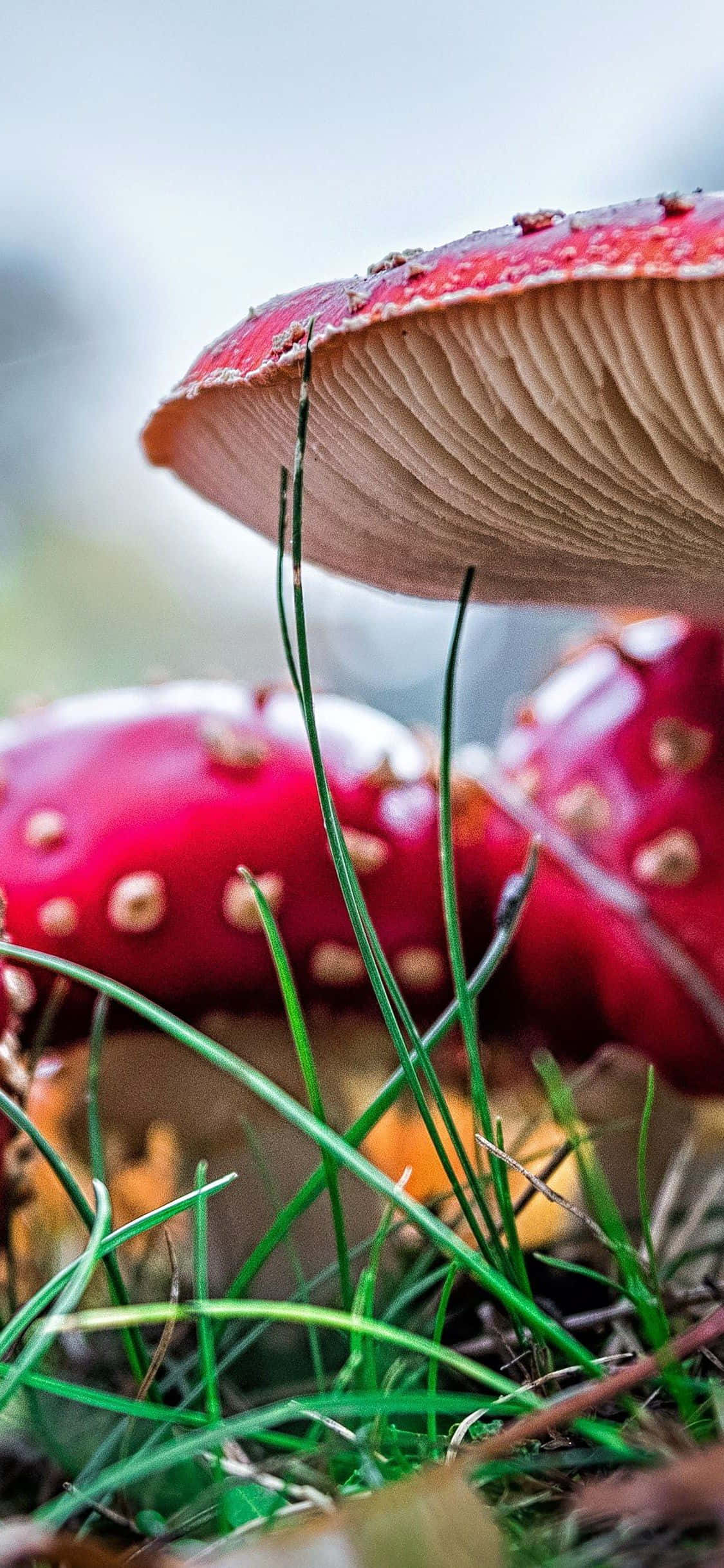 red fly agaric mushrooms, white spots, lush green grass, Full HD Phone Wallpaper