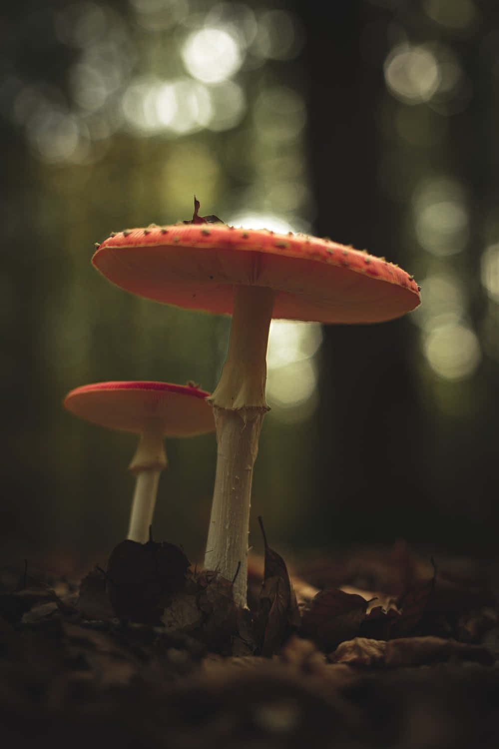Mushroom Phone, red-capped mushrooms, white stems, HD Phone Wallpaper