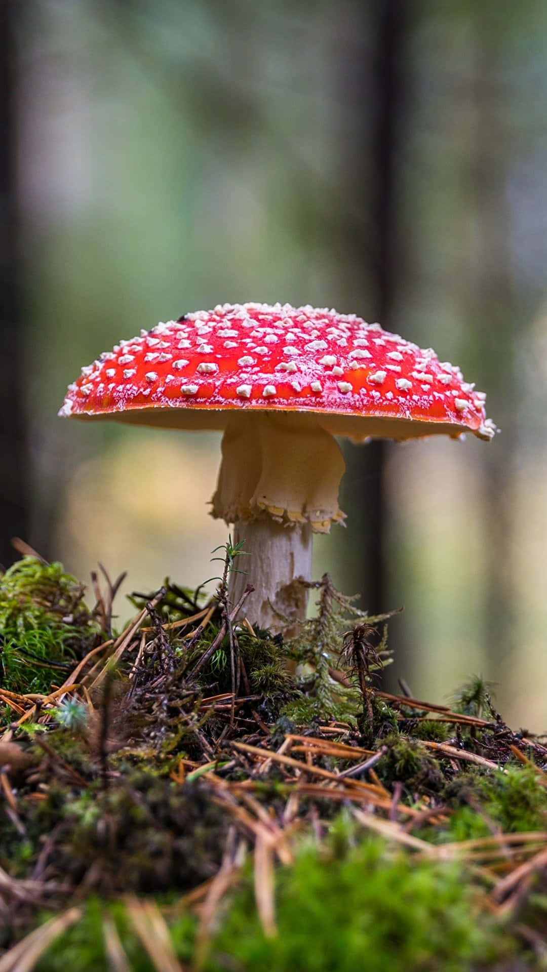Mushroom Phone, vibrant red fly agaric mushroom, white spots, Full HD Phone Wallpaper