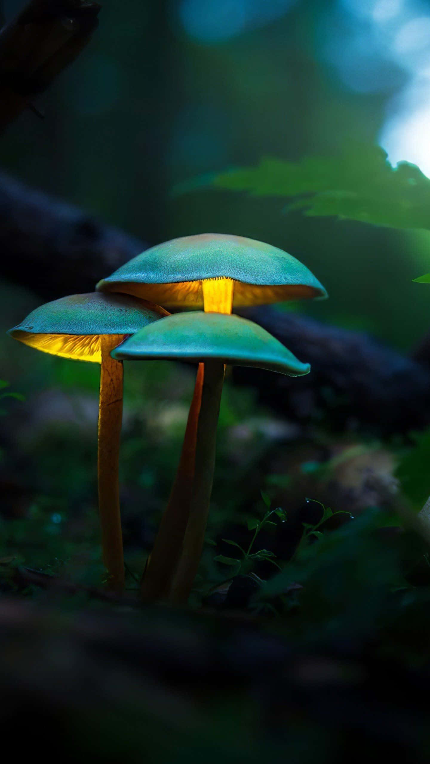 Mushroom Phone, glowing teal mushrooms, golden undersides, 2K Phone Wallpaper