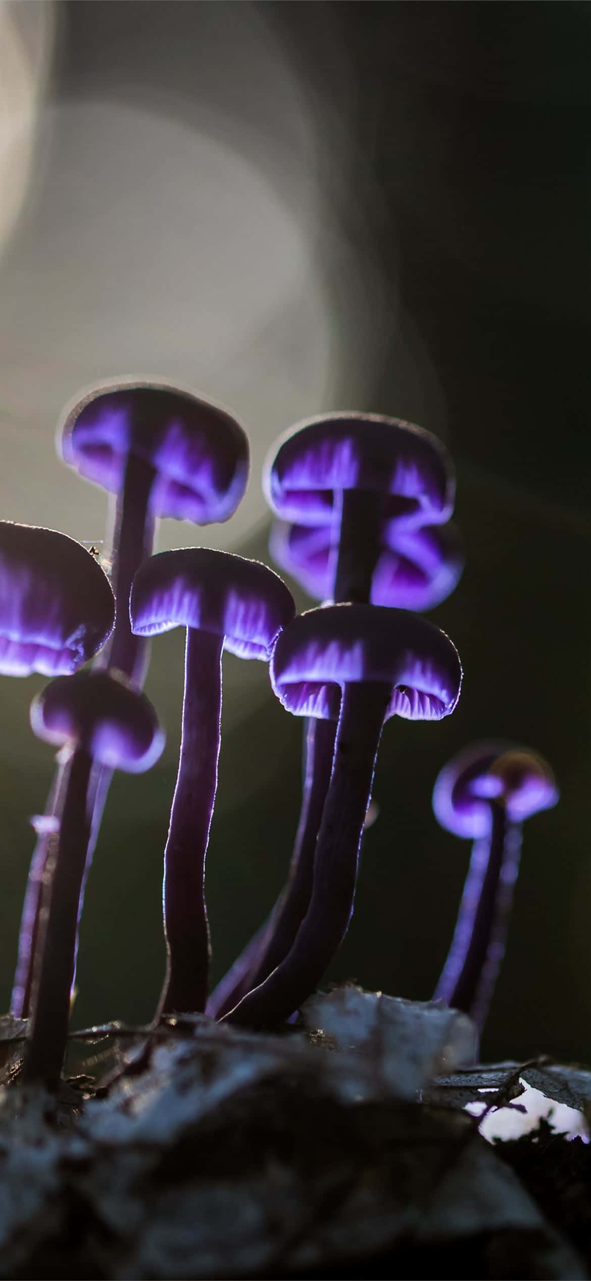 mushroom phone, glowing purple mushrooms, delicate caps, Full HD Phone Wallpaper
