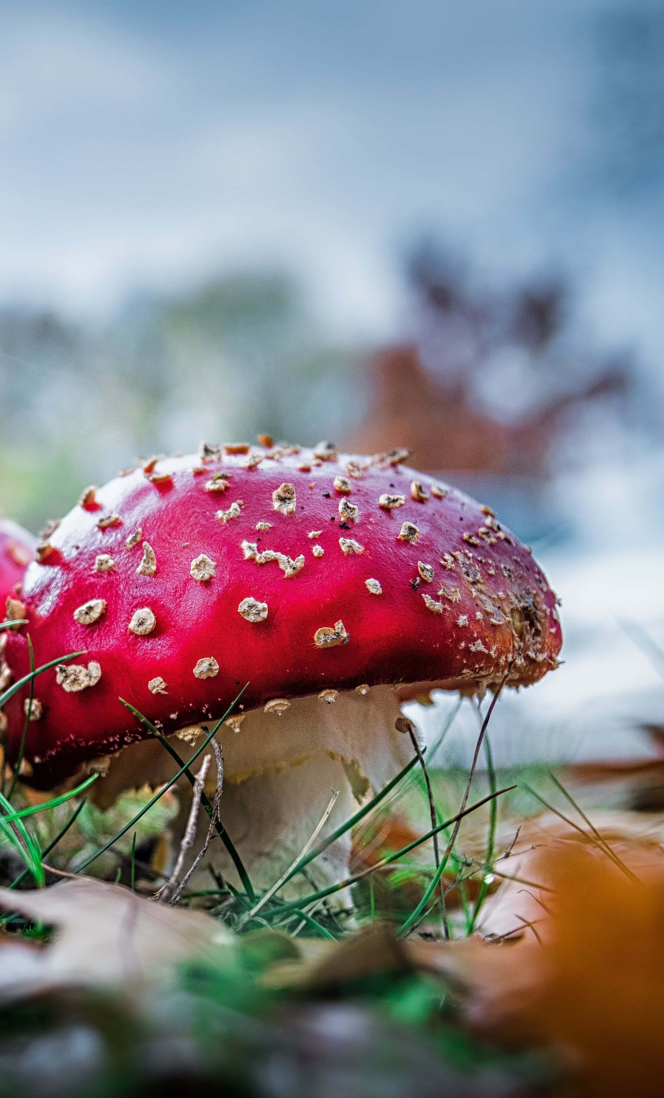 mushroom phone, red fly agaric, white spots, 2K Phone Wallpaper