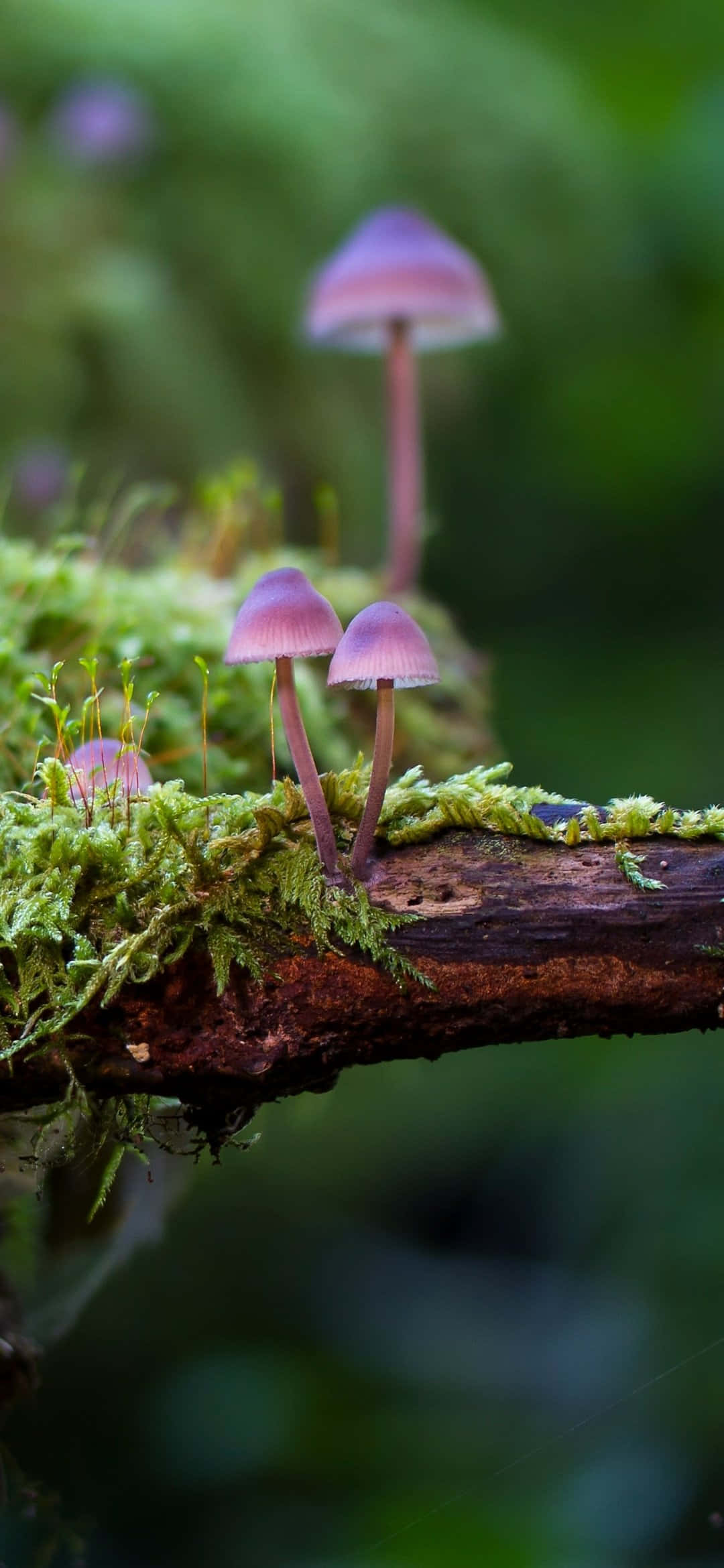 mushroom, branch, purple mushrooms, Full HD Phone Wallpaper