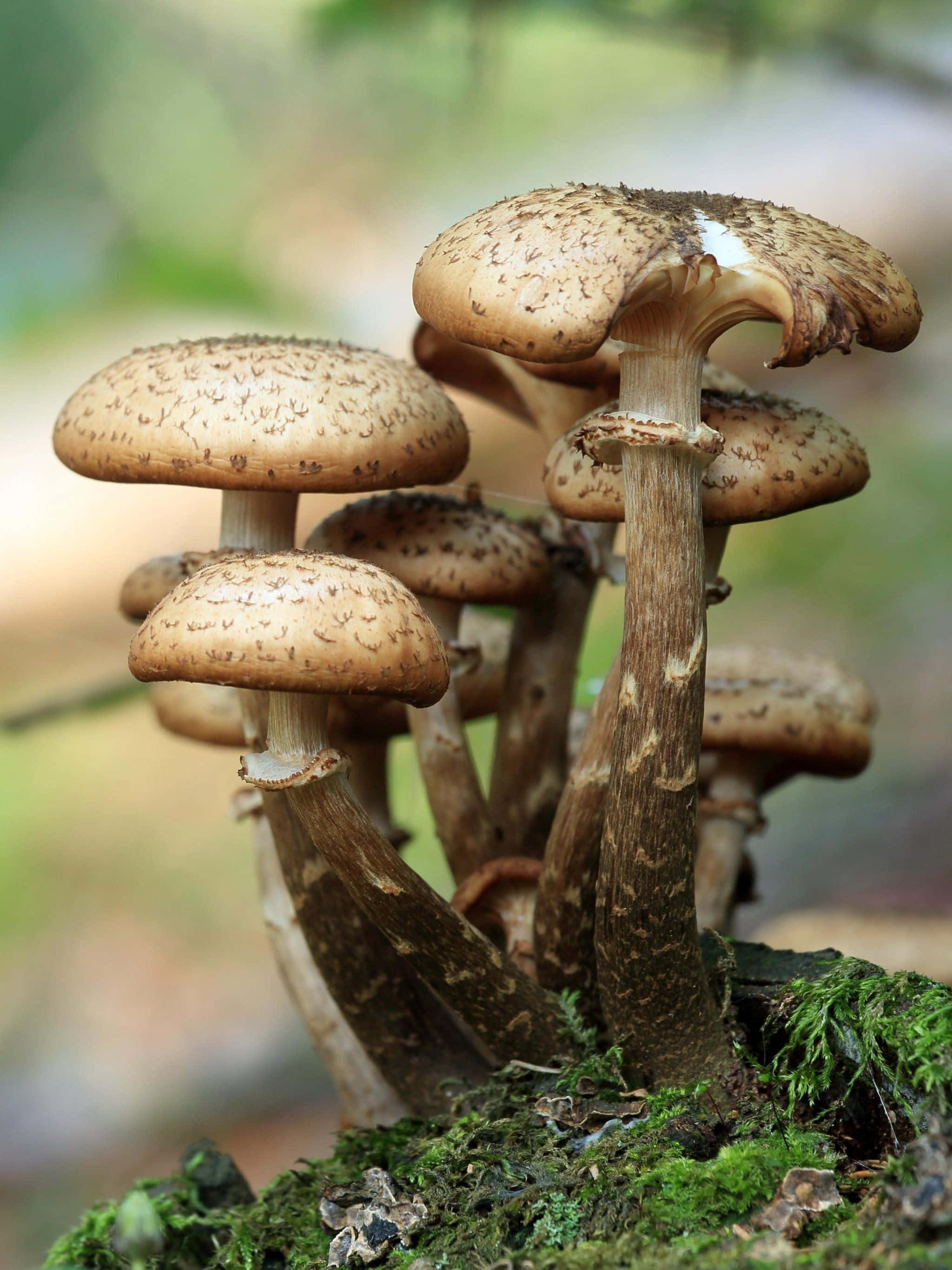 mushroom phone, 2048 x 2732, brown speckled mushrooms, 2K Phone Wallpaper