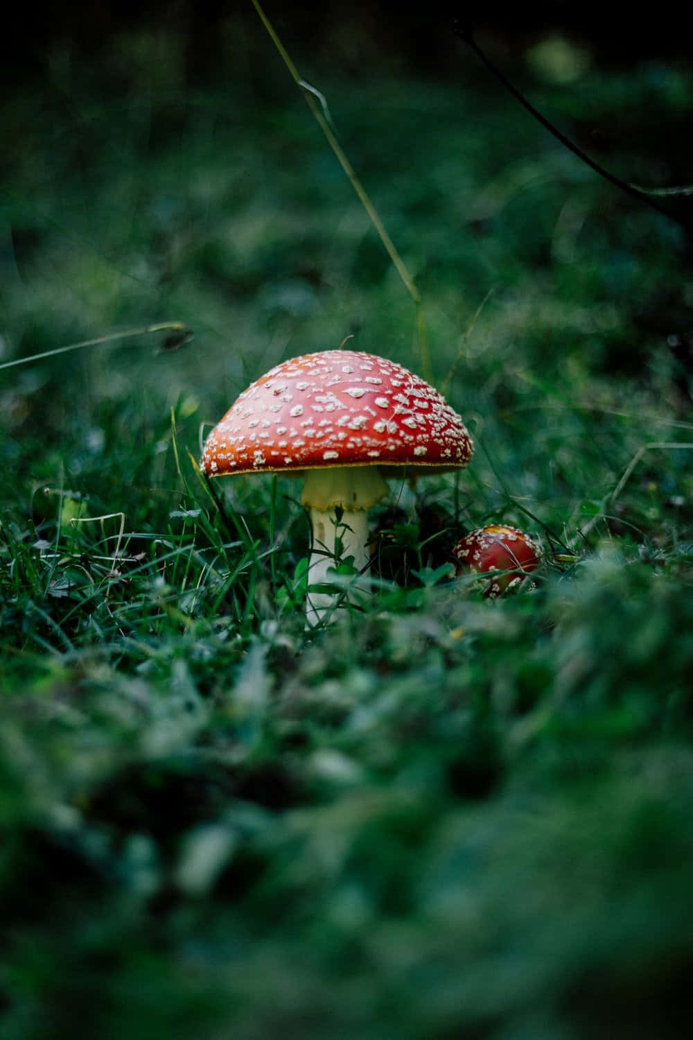 mushroom phone, vibrant red fly agaric mushroom, white spots, HD Phone Wallpaper