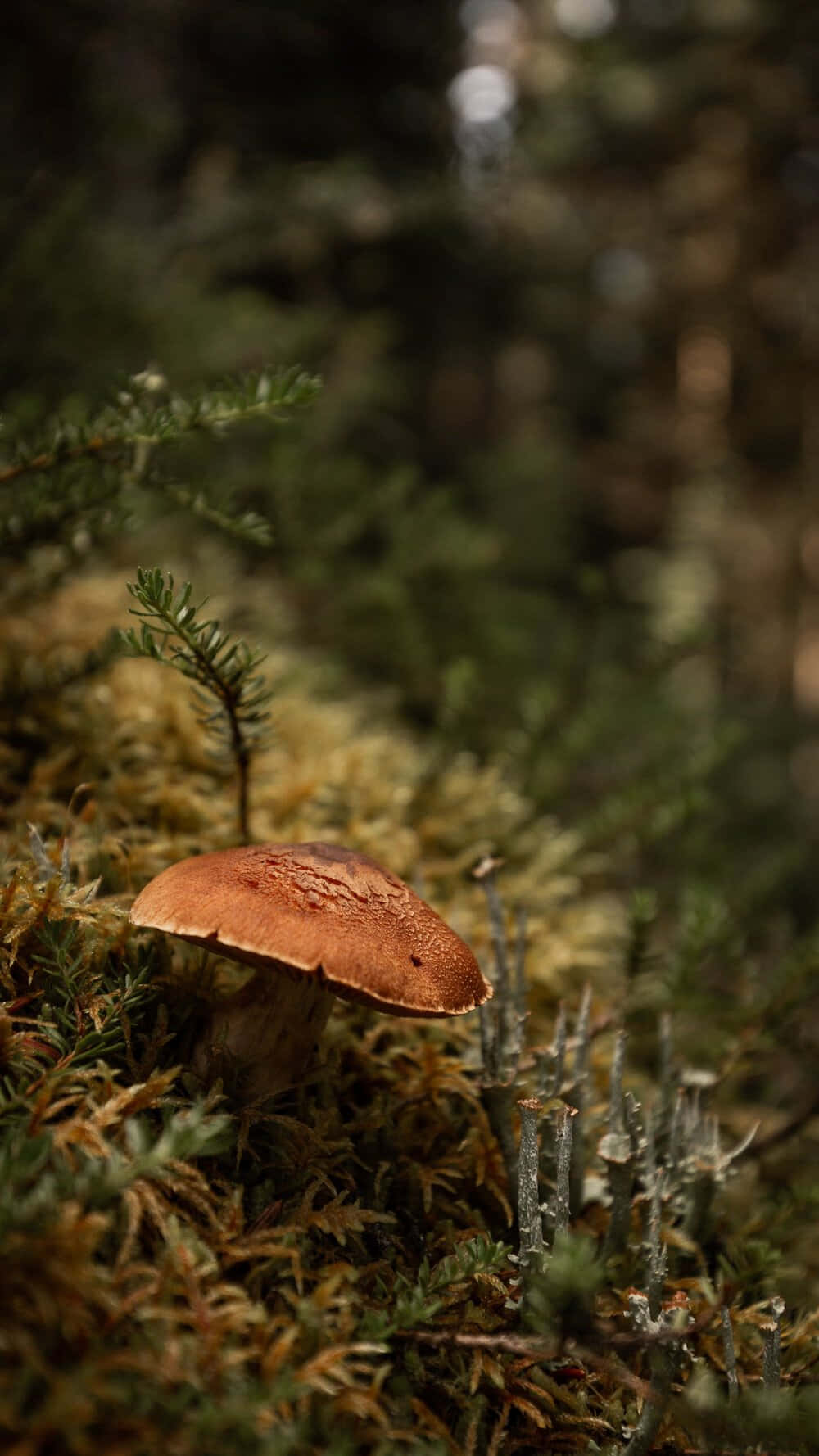mushroom, mossy forest floor, brown mushroom, HD Phone Wallpaper