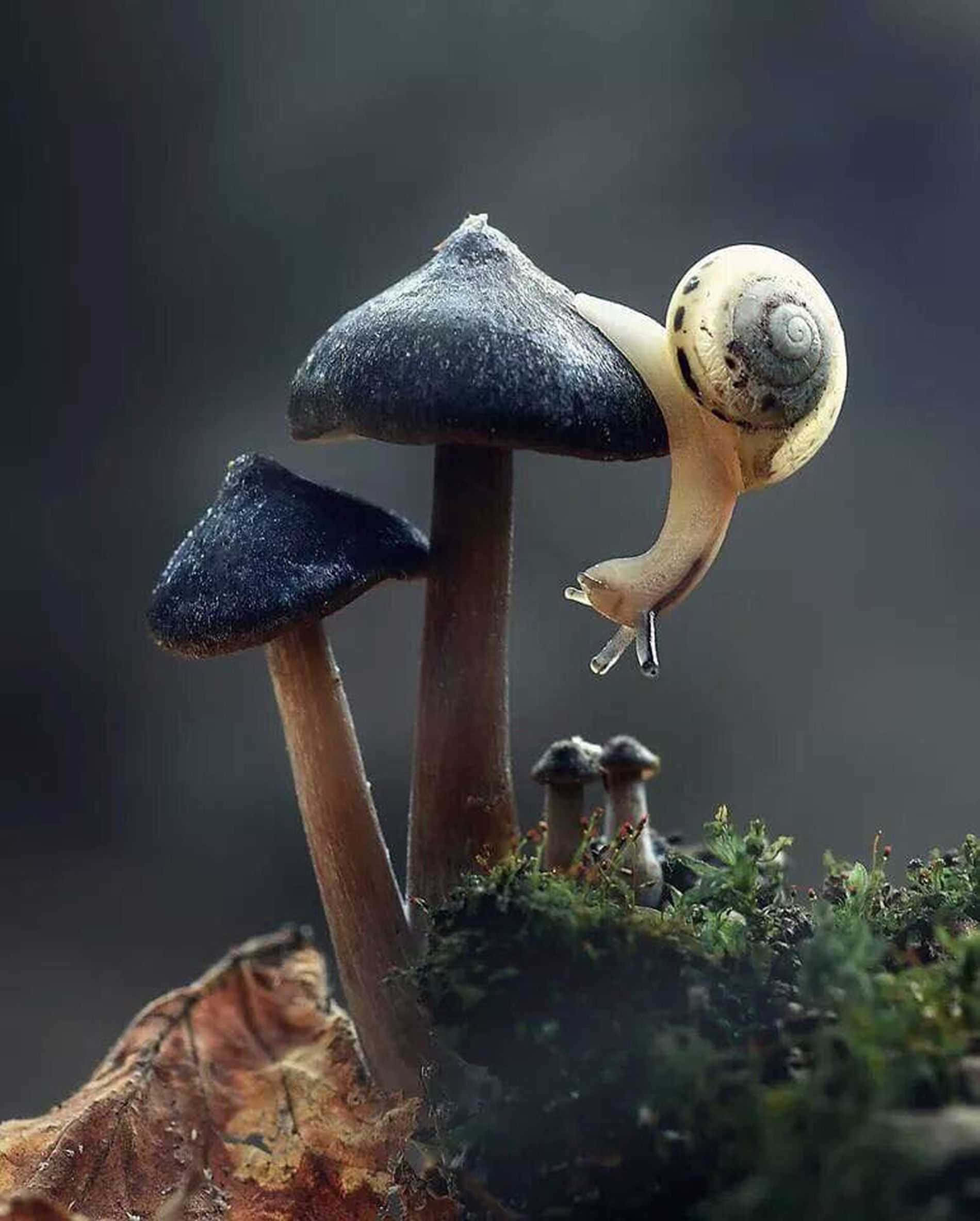 Mushroom Phone, snail, spotted shell, Full HD Phone Wallpaper