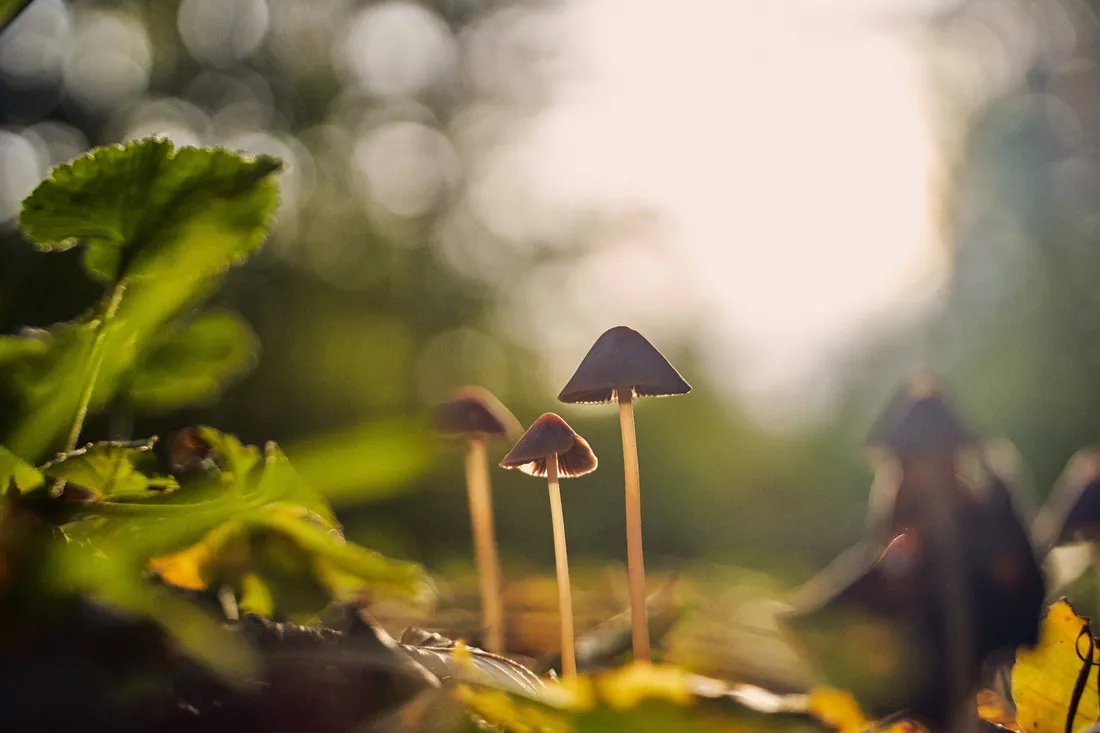 Mushroom