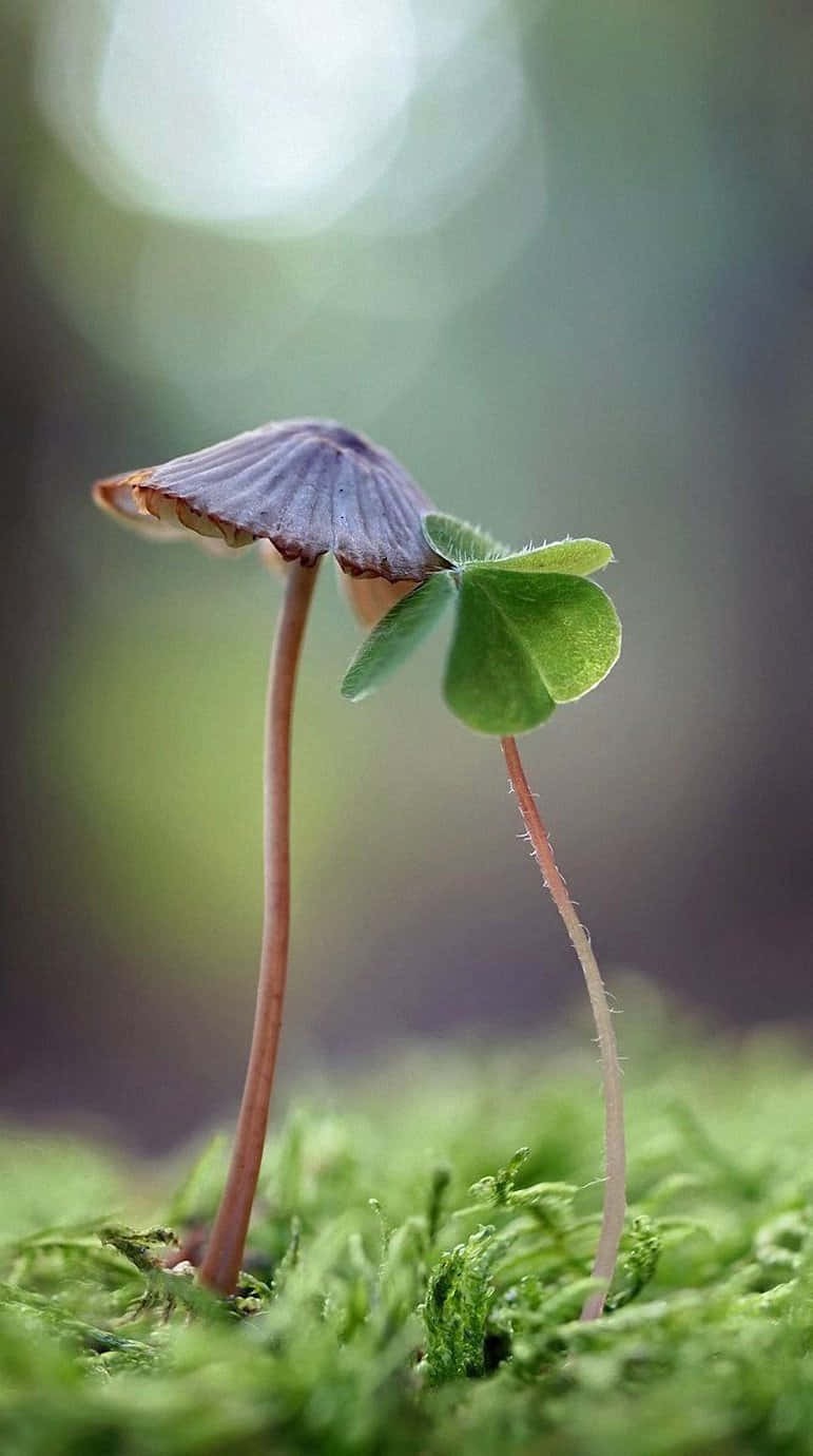 mushroom, clover sprout, vibrant green moss, HD Phone Wallpaper
