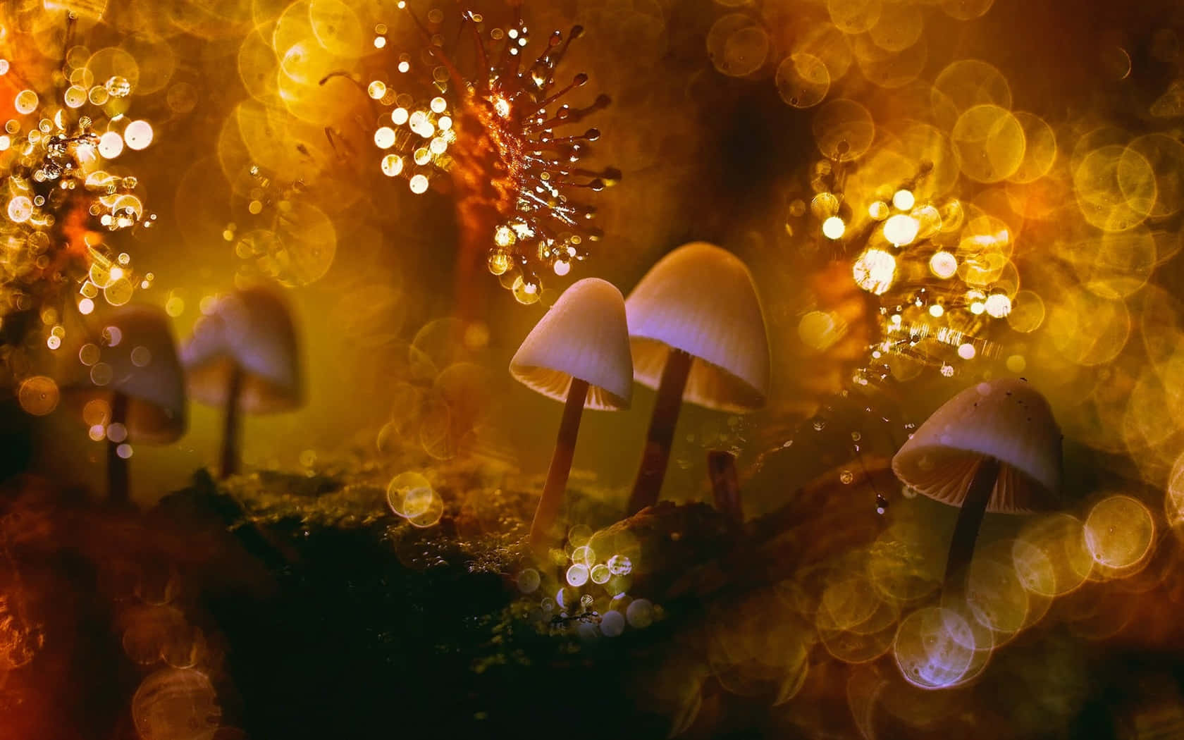psilocybe fungus, glowing bokeh backdrop, golden bokeh, HD Desktop Wallpaper