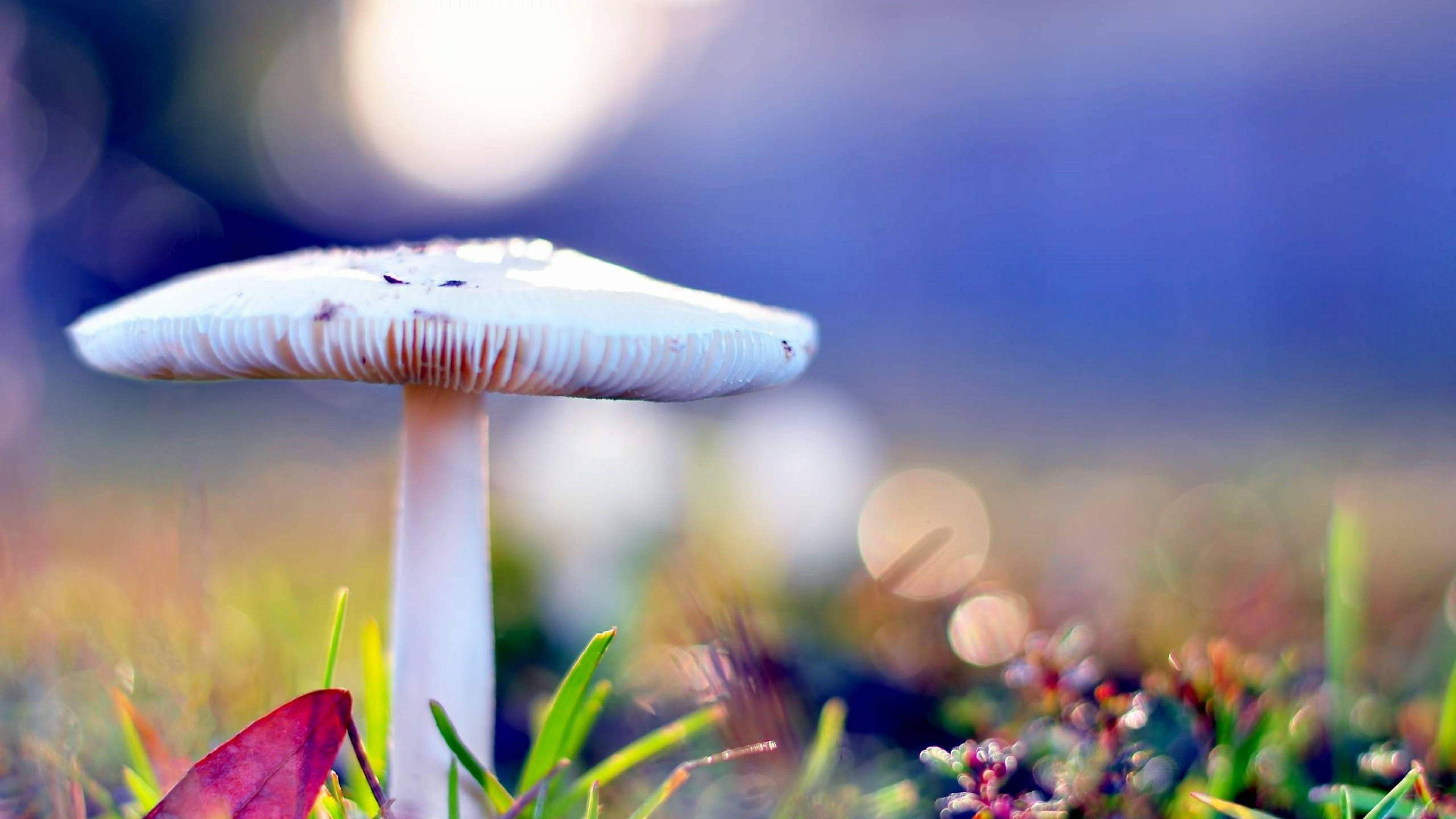 white mushroom, gills, vibrant green grass, 4K Desktop Wallpaper