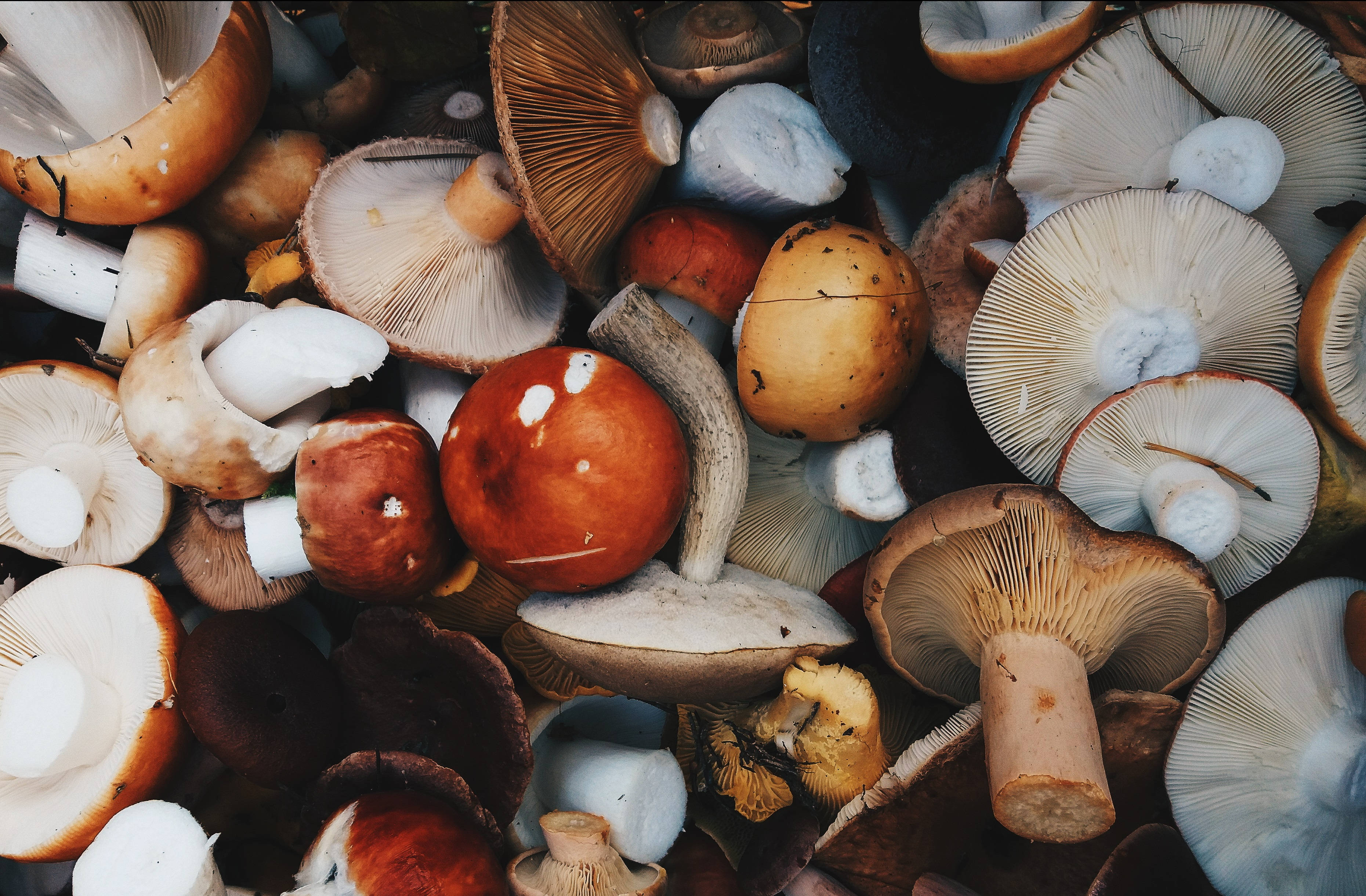 assorted mushroom, colorful mushrooms, bed of dried leaves, 2K Desktop Wallpaper