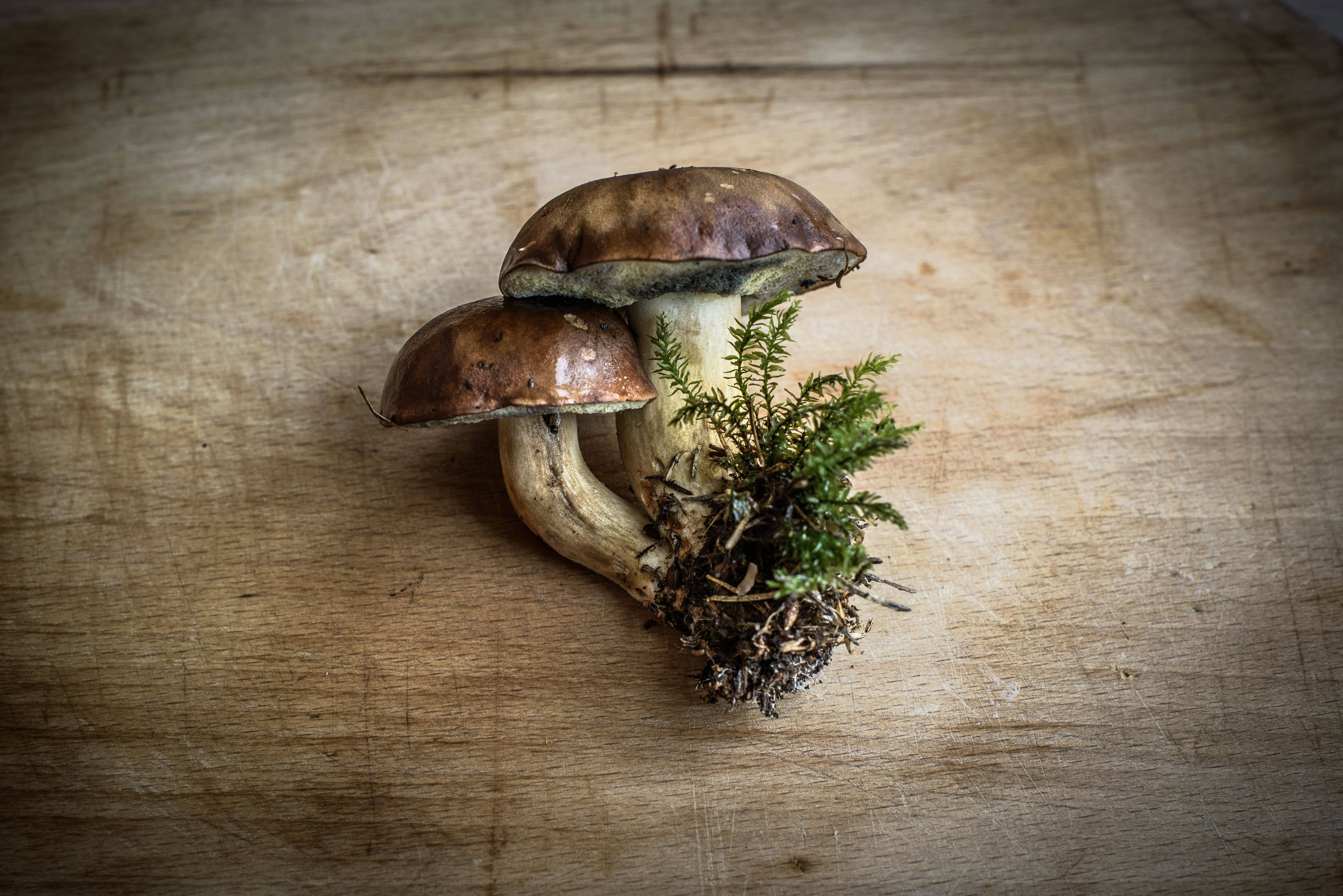 uprooted mushroom, wooden table, earthy brown, 5K Desktop Wallpaper