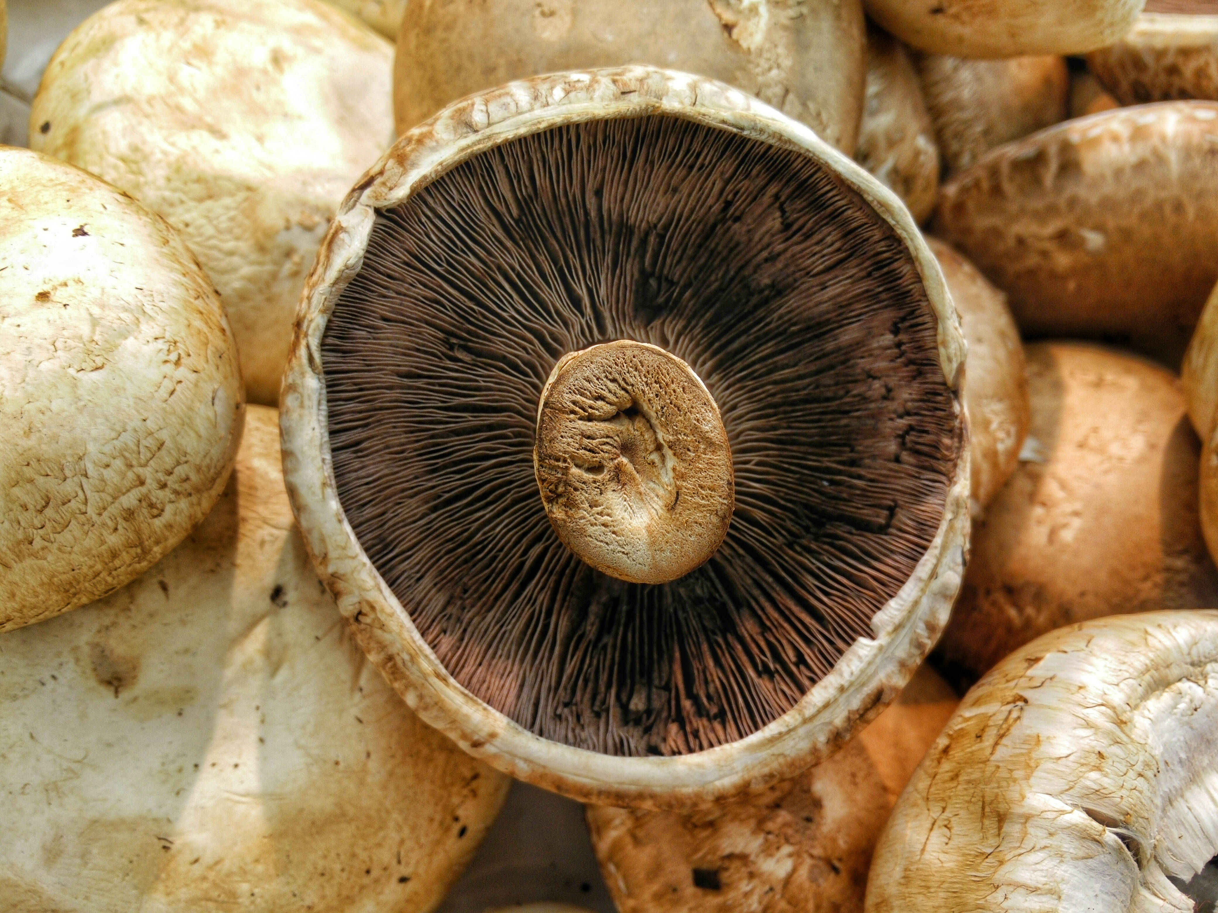 upside down cute mushroom, mushroom stack, sliced mushroom, 4K Desktop Wallpaper