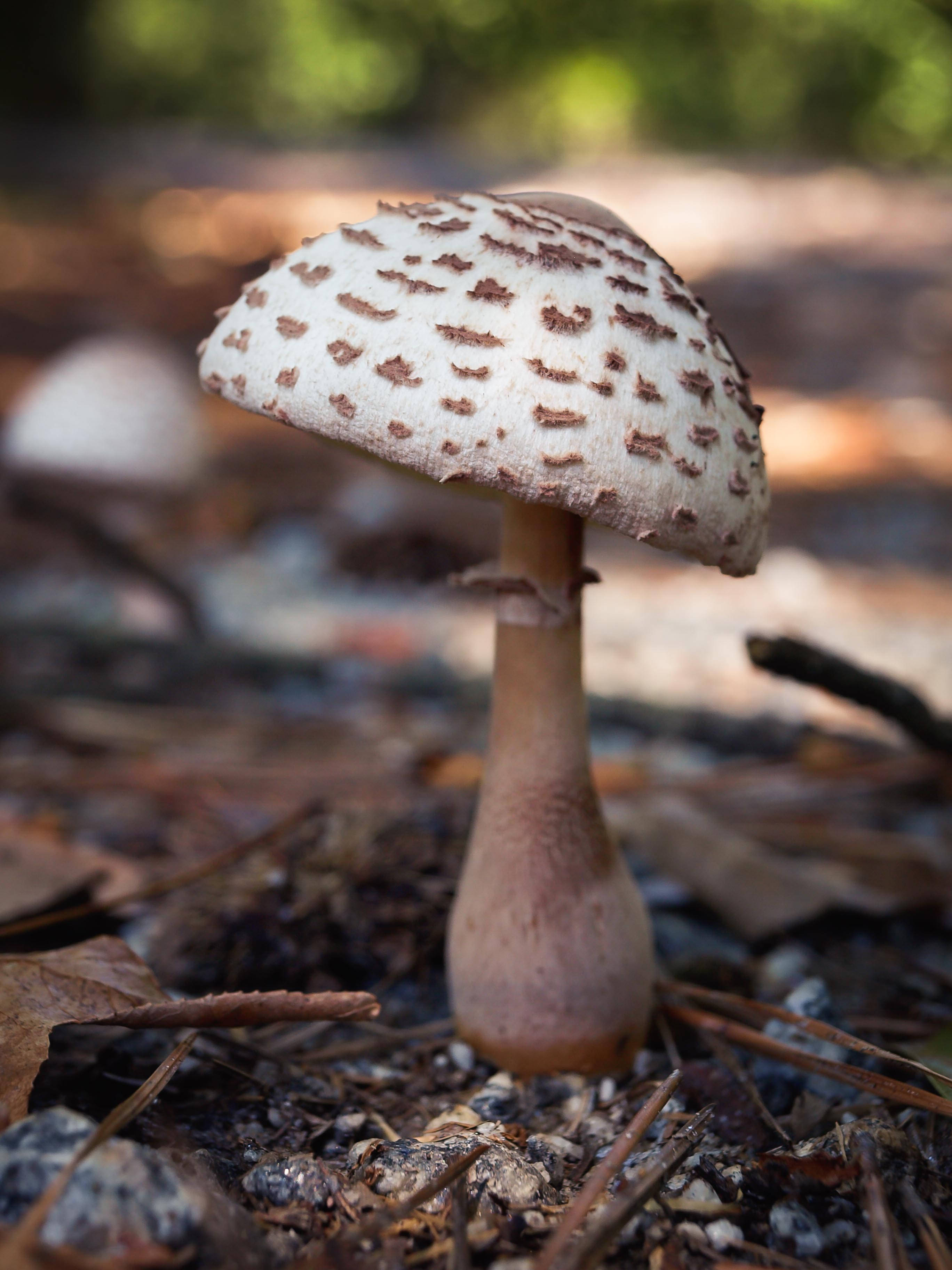 light brown mushroom, white cap, brown speckles, 2K Phone Wallpaper