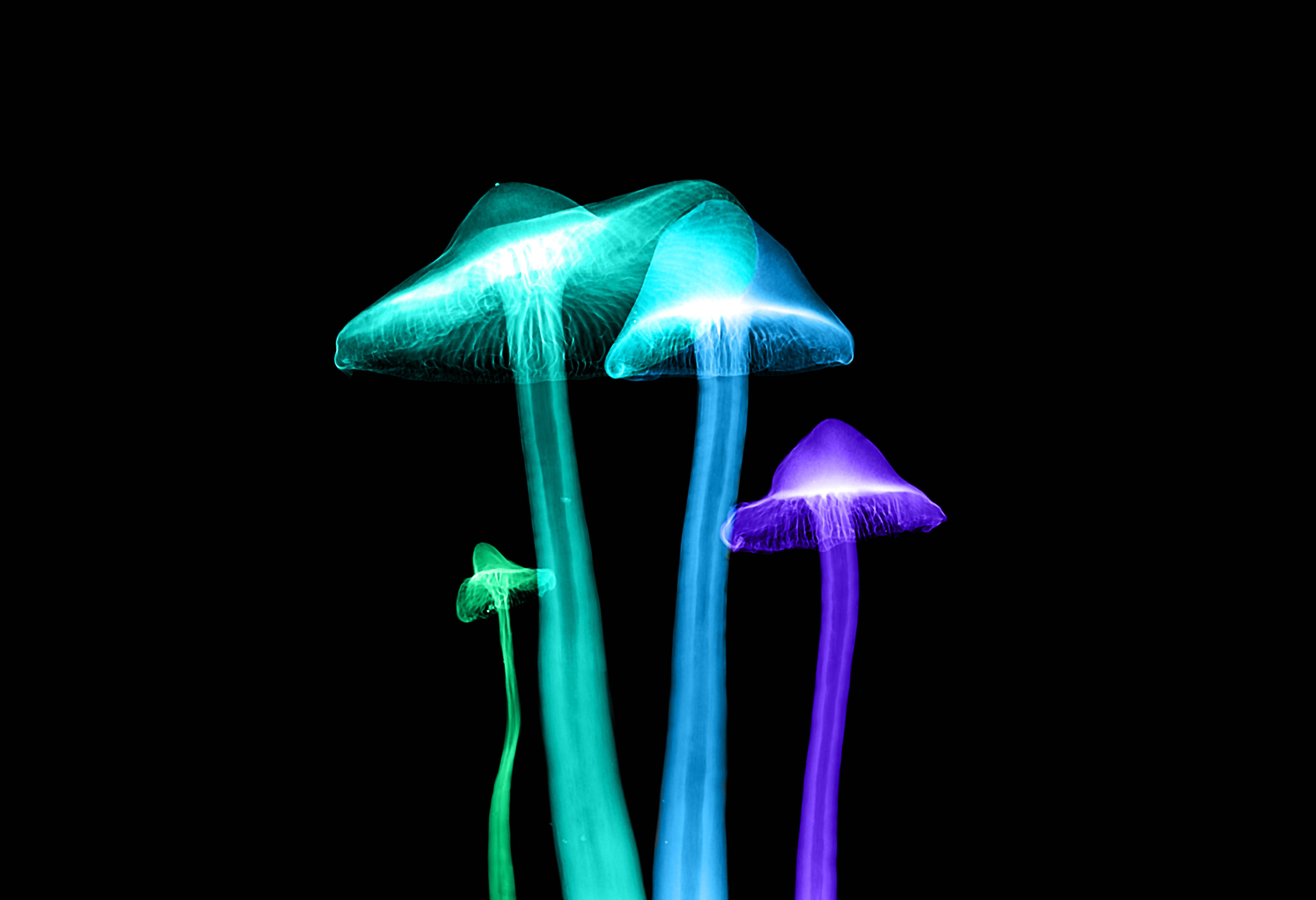 glowing mushroom lights, neon mushrooms, cyan purple, 2K Desktop Wallpaper