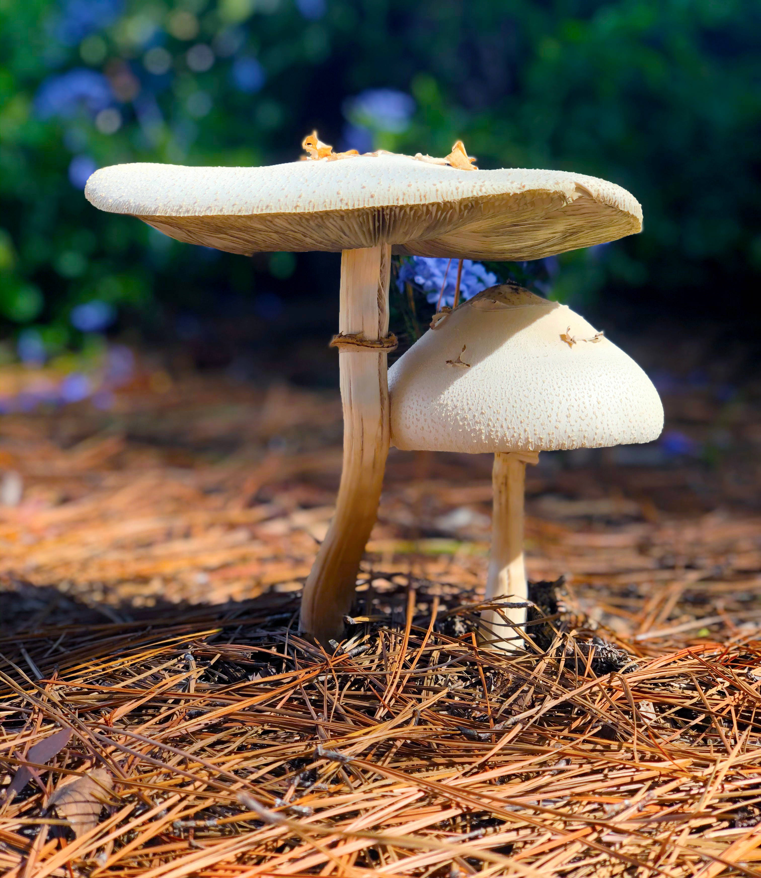 white mushrooms, dry grass, dry pine needles, 2K Phone Wallpaper