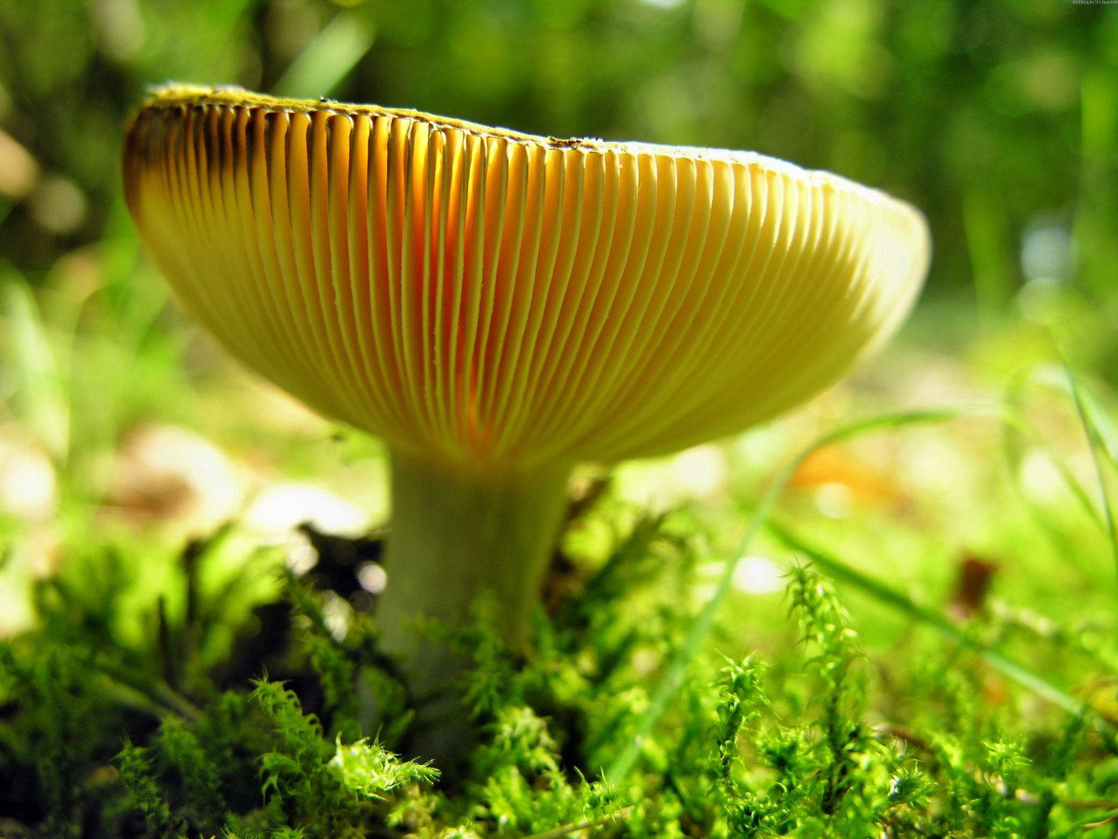 wild yellow mushroom, vibrant yellow, delicate gills, HD Desktop Wallpaper