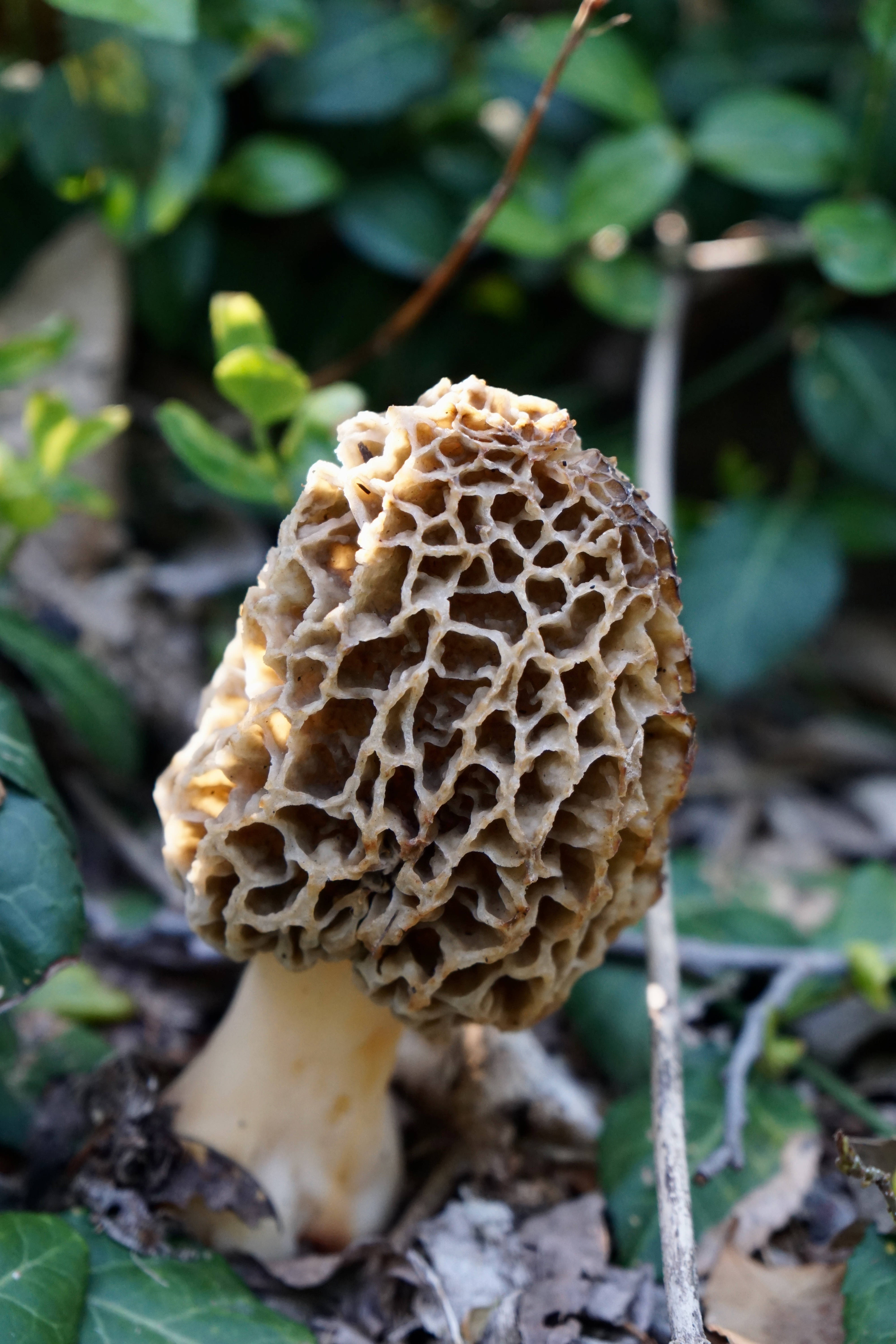 cute yellow morel mushroom, honeycomb cap, forest floor leaves, 5K Phone Wallpaper