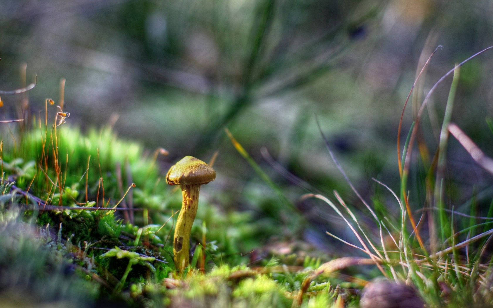 green mushroom, vibrant green moss, blurred grasses, HD Desktop Wallpaper