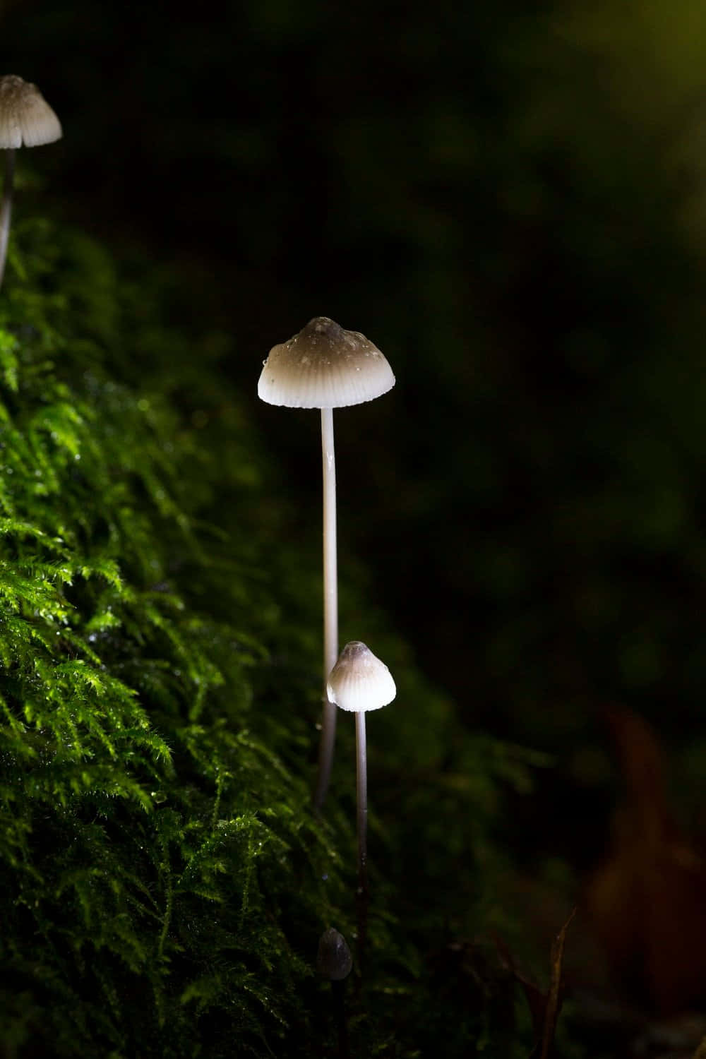 mushroom, white, slender stems, HD Phone Wallpaper