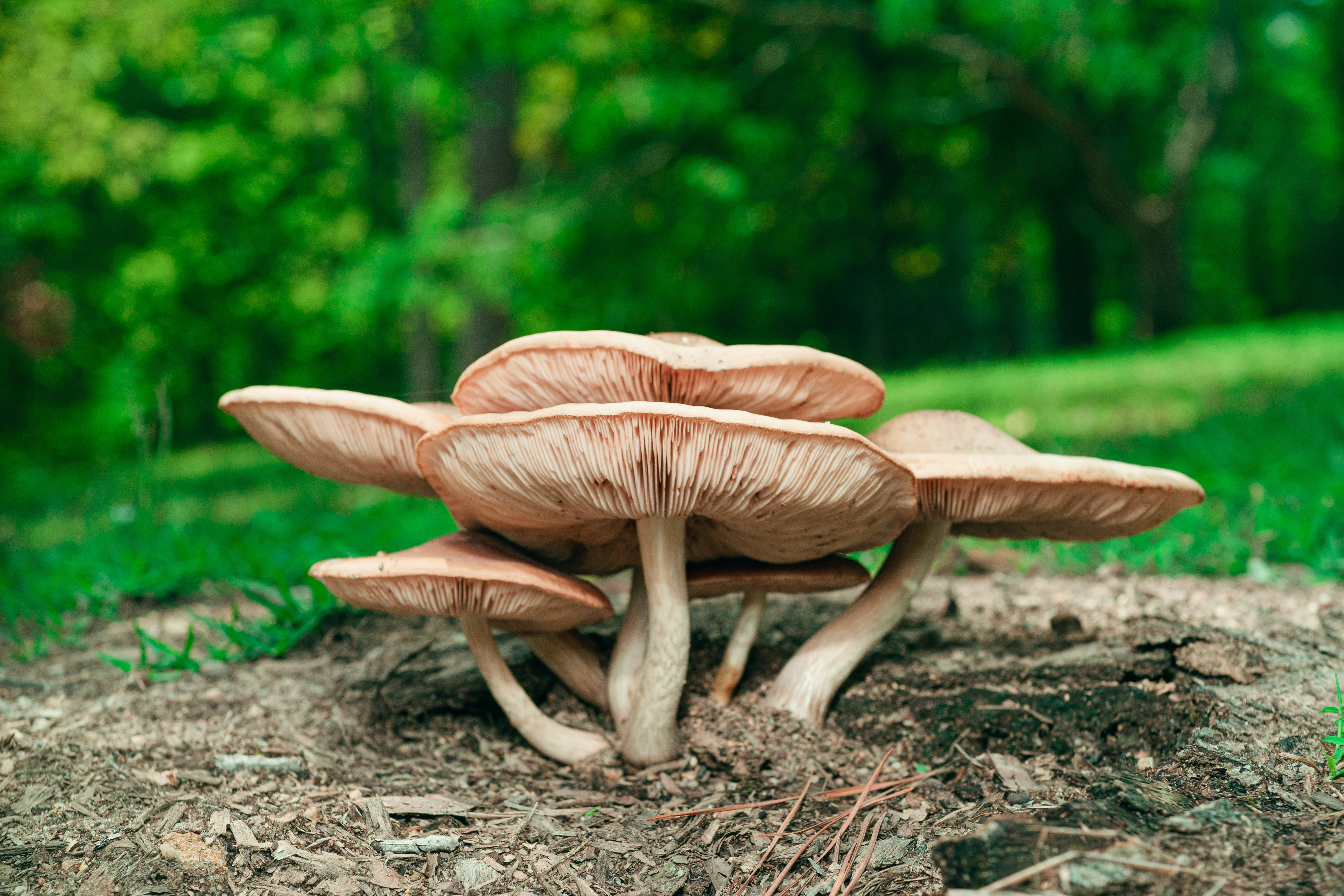 brown gilled mushroom, forest floor mulch, lush green trees, 5K Desktop Wallpaper