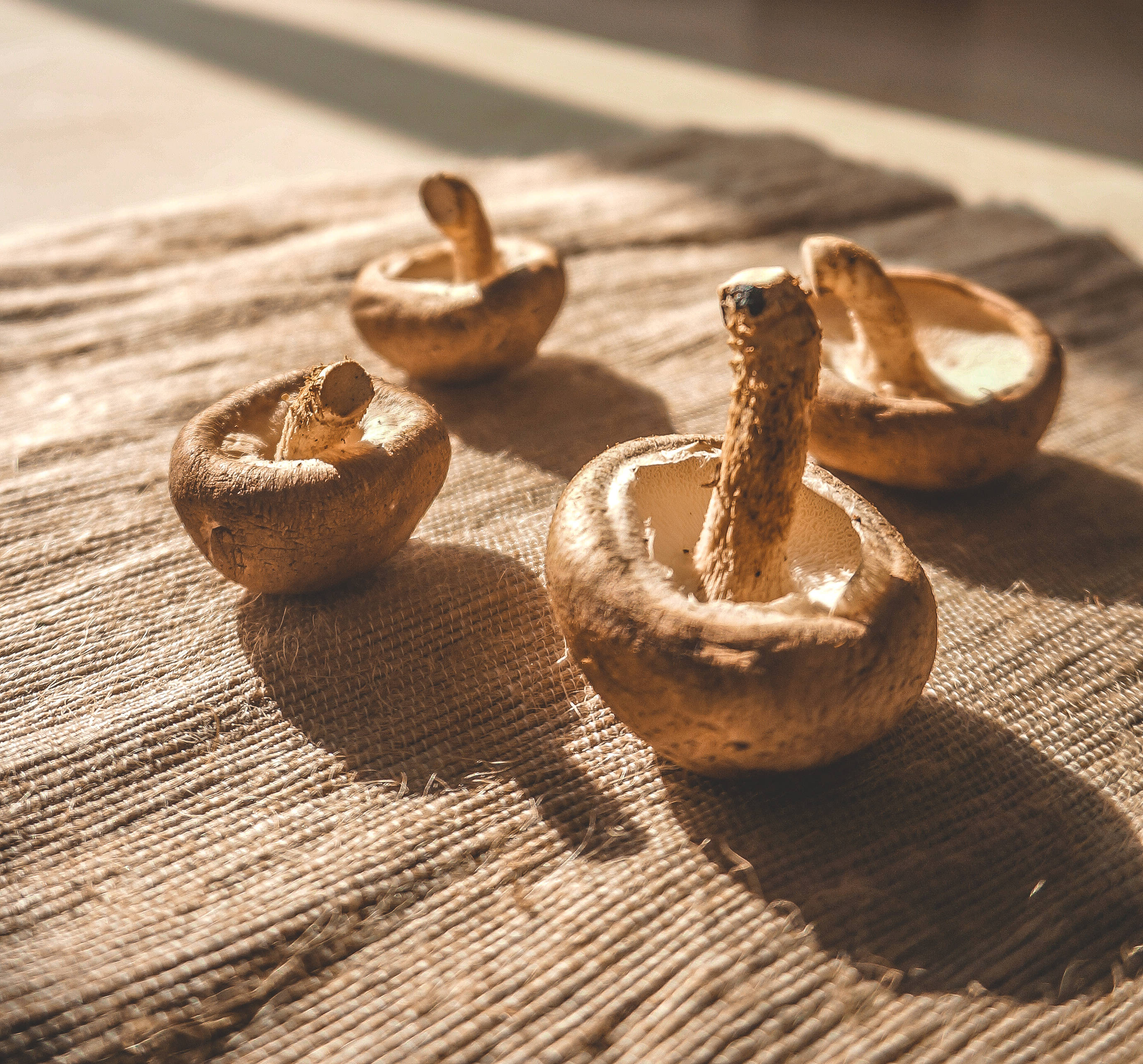 dried mushroom, burlap fabric, warm golden sunlight, 2K Desktop Wallpaper