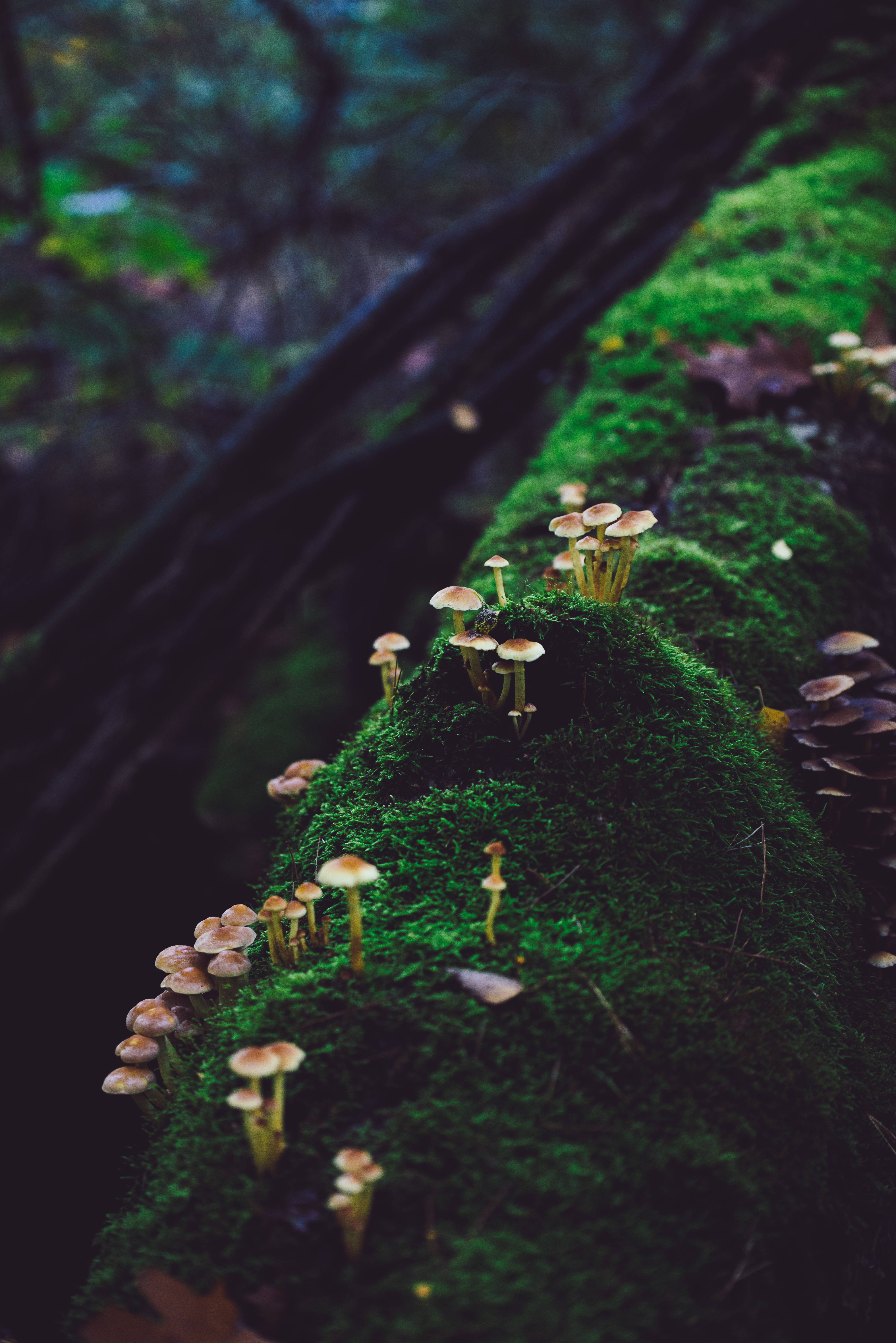 small mushroom, tree log, lush green mossy log, 5K Phone Wallpaper