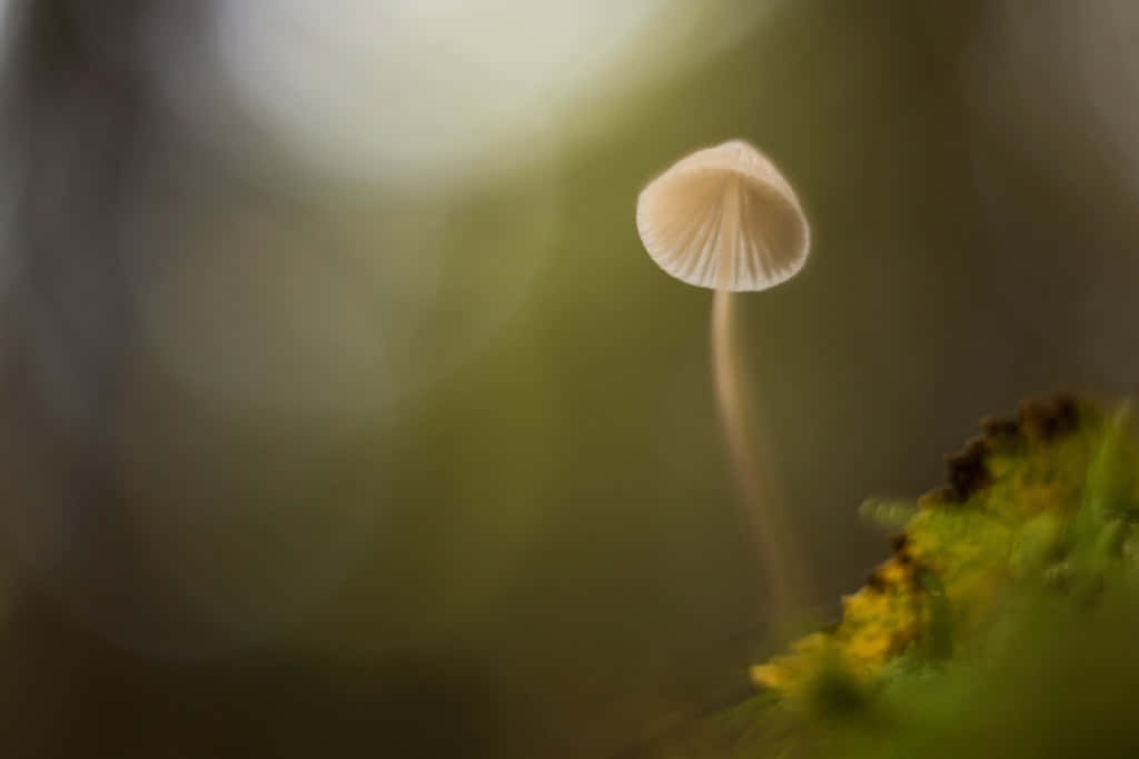 vintage cute mushroom, fluted cap, mossy ground, SD Desktop Wallpaper