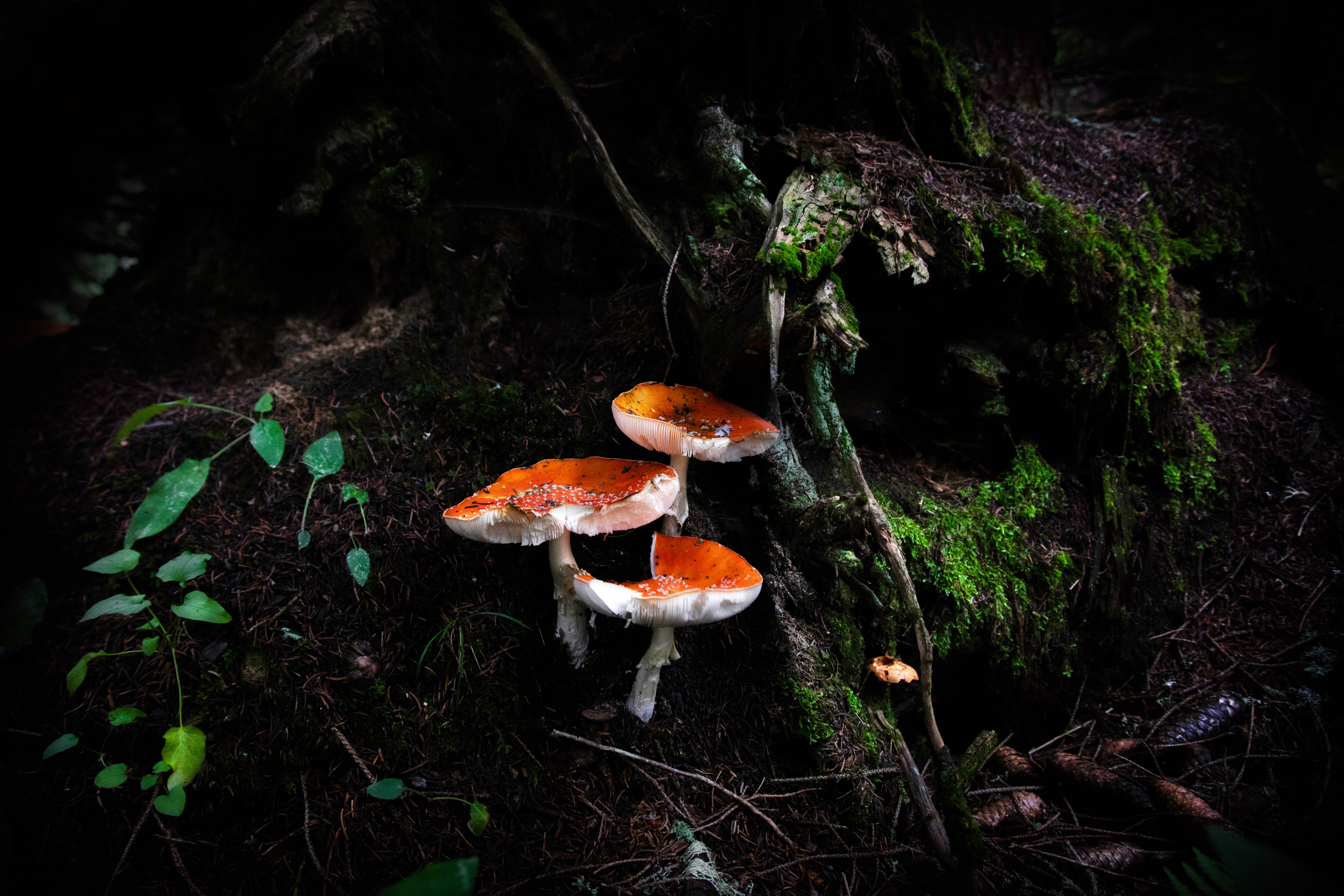 orange and white mushroom, vibrant orange mushrooms, white spots, 8K Desktop Wallpaper
