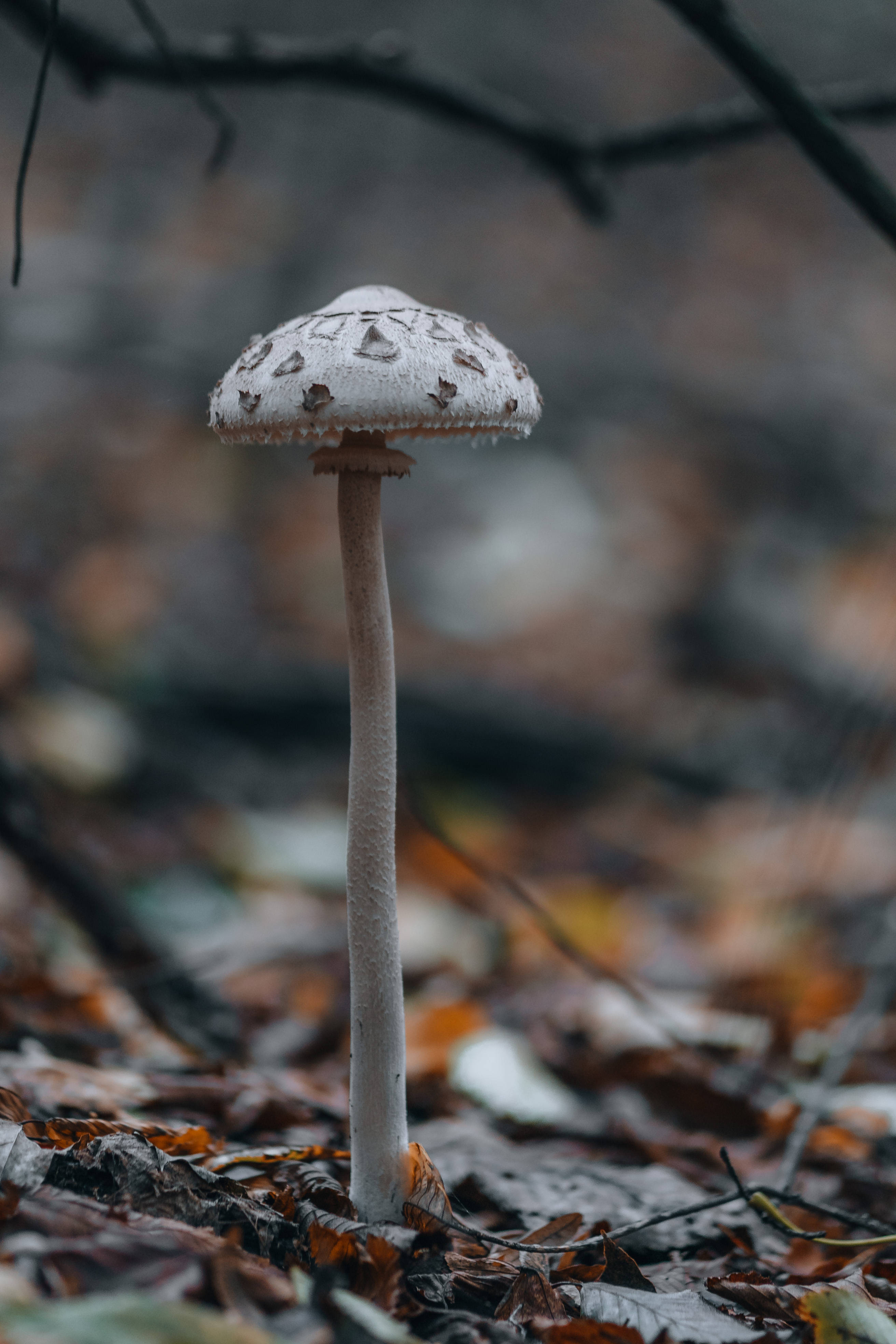 forest mushroom, white mushroom, brown spots, 4K Phone Wallpaper