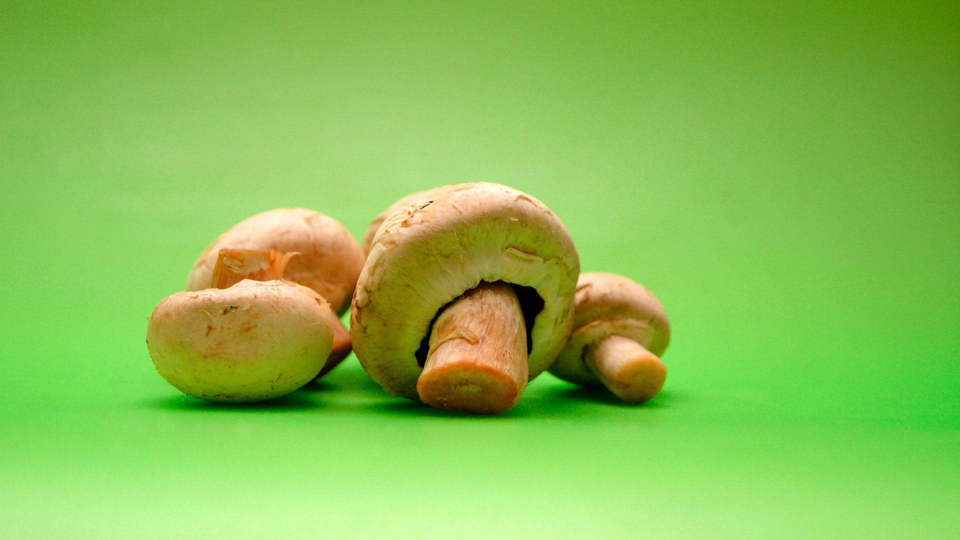 mushroom, green background, brown mushrooms, Full HD Desktop Wallpaper