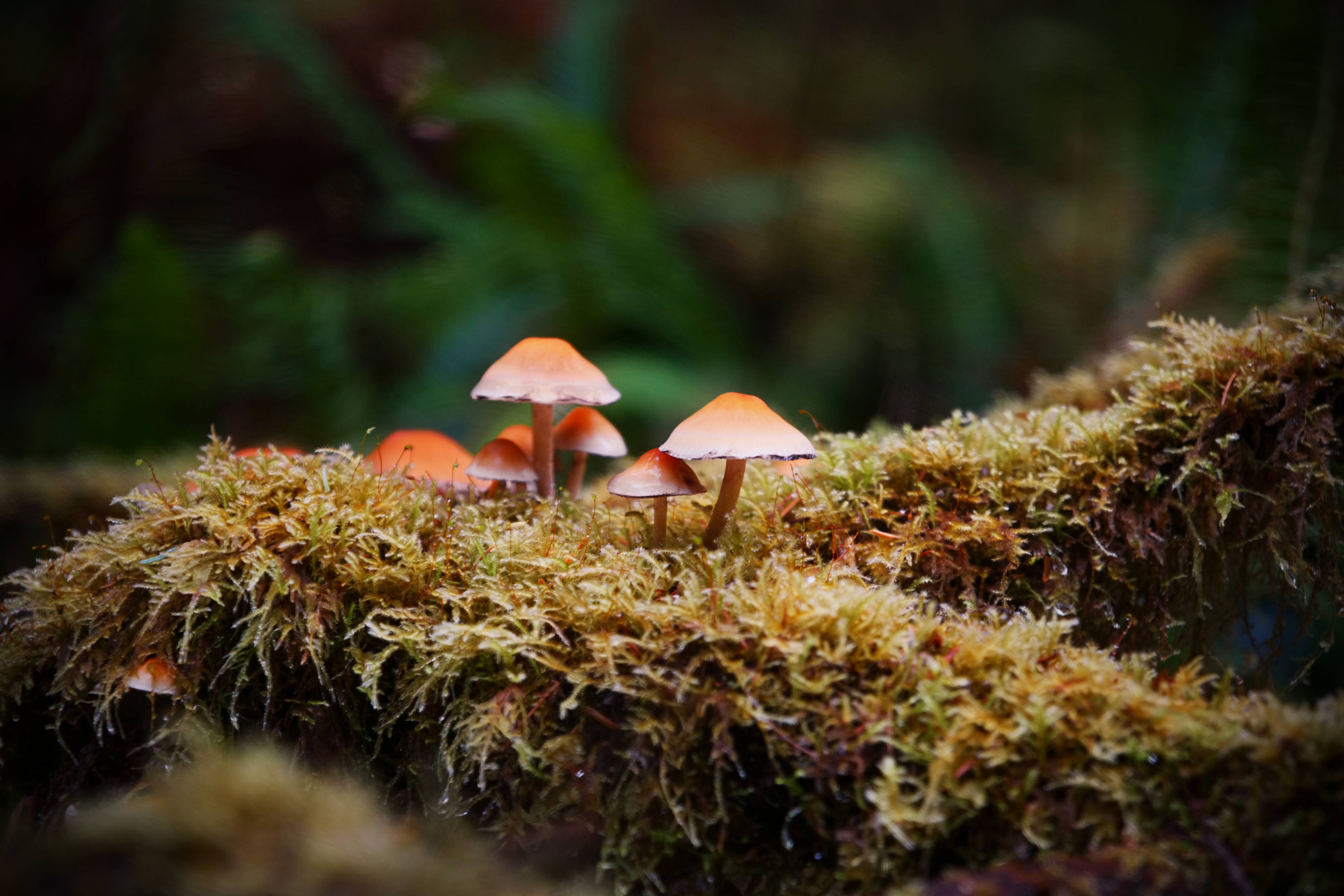 umbrella shaped mushroom, forest floor, forest log, 5K Desktop Wallpaper