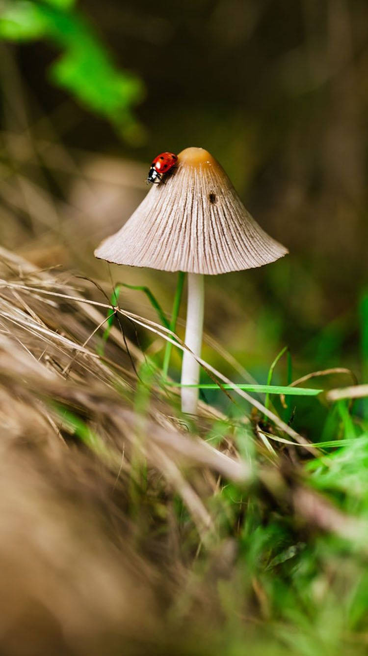 ladybug beetle, triangular mushroom, sunlit forest floor, HD Phone Wallpaper