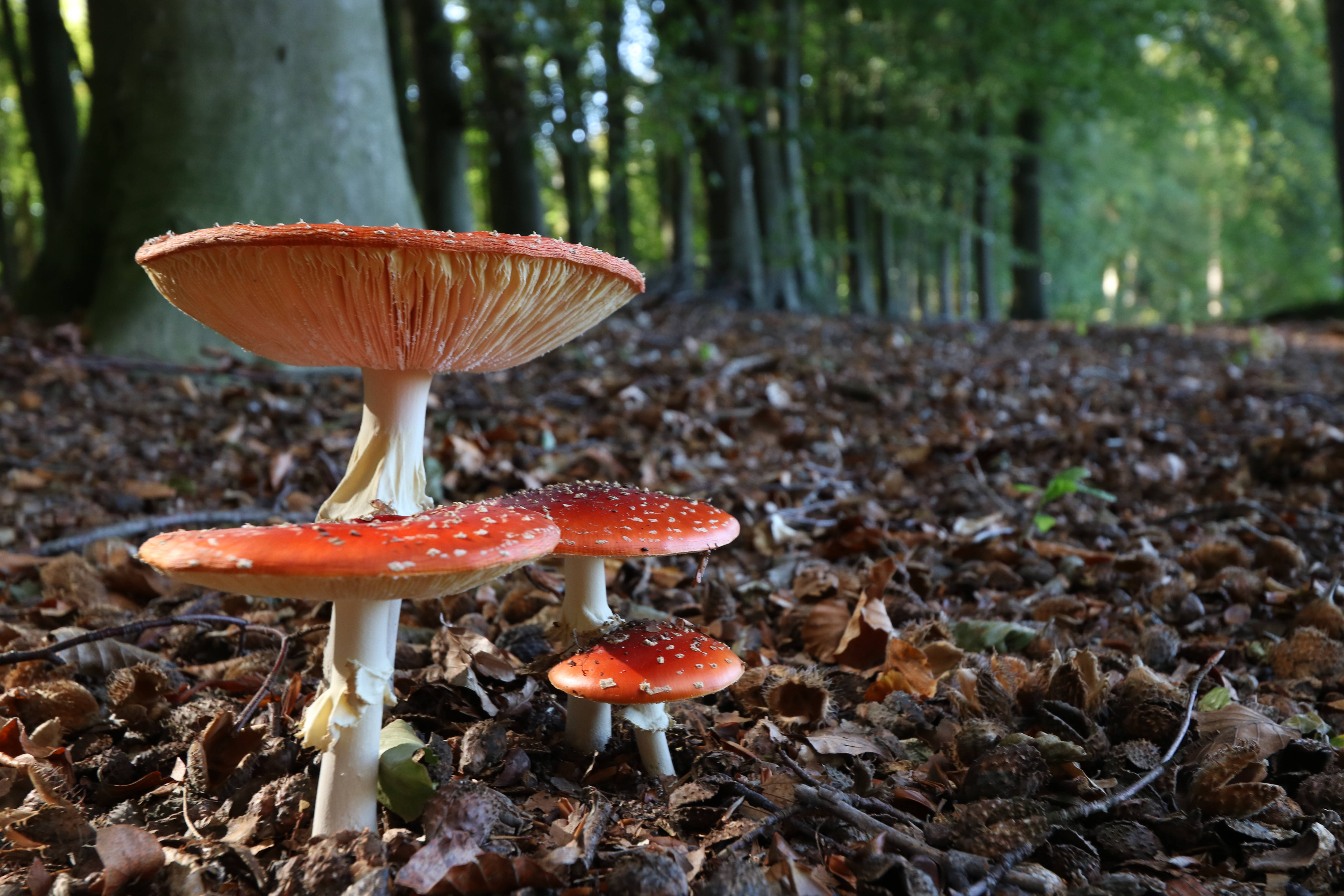 red fly agaric mushrooms, white spots, fallen leaves, 5K Desktop Wallpaper