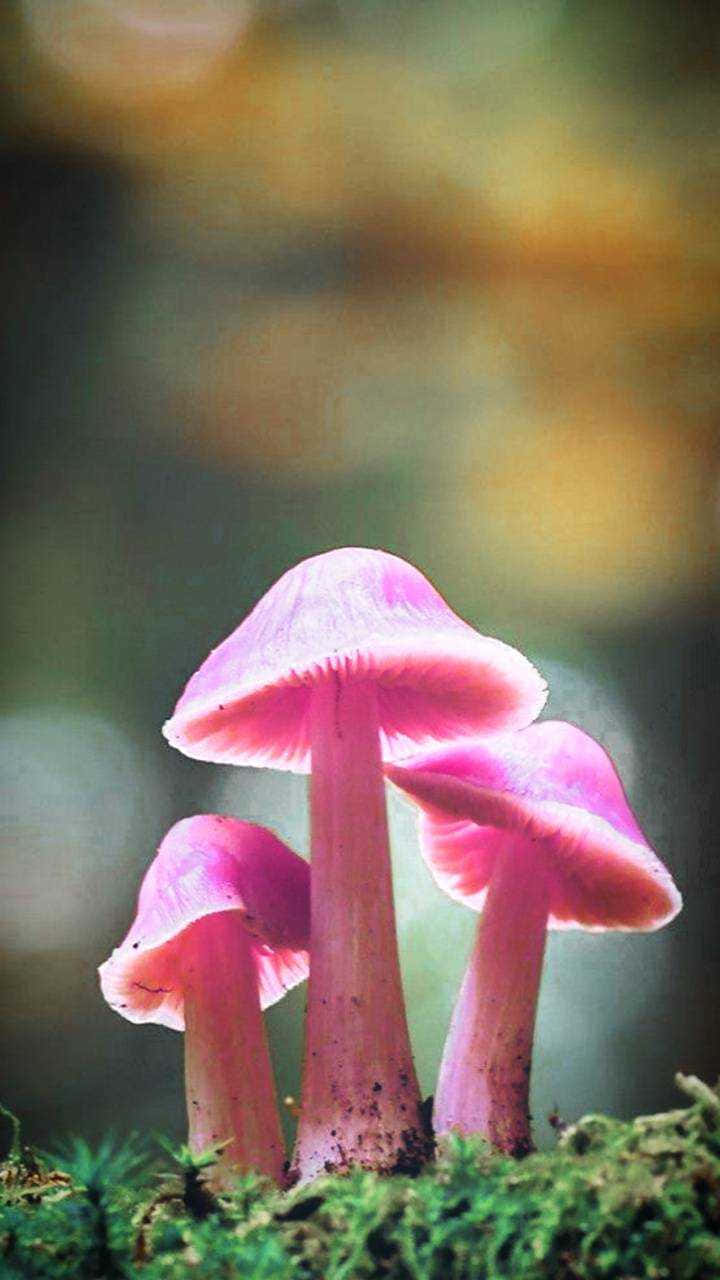 mushroom phone, pink mushroom, lush green moss, HD Phone Wallpaper