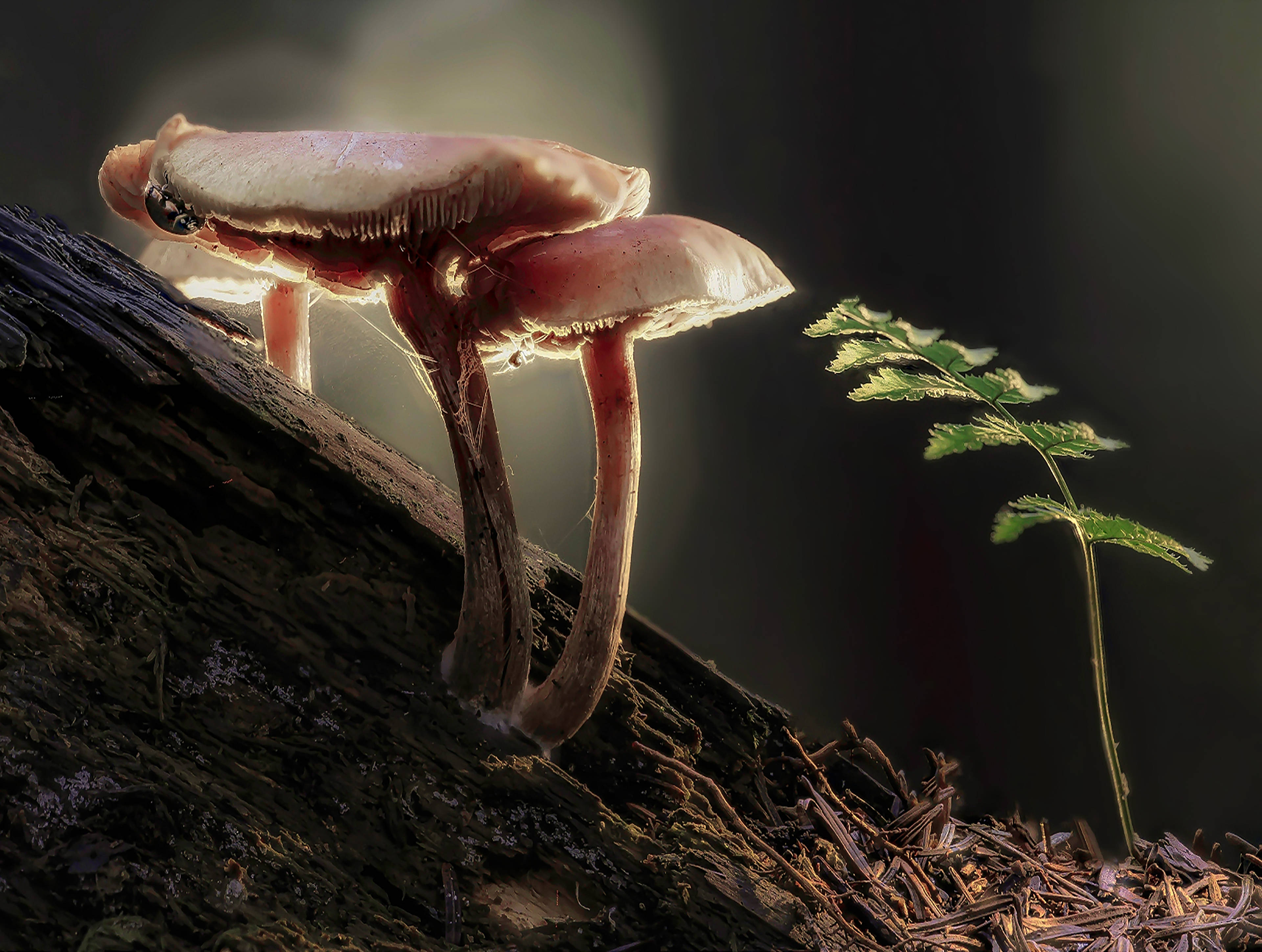 mushroom, tree trunk, decaying log, 4K Desktop Wallpaper