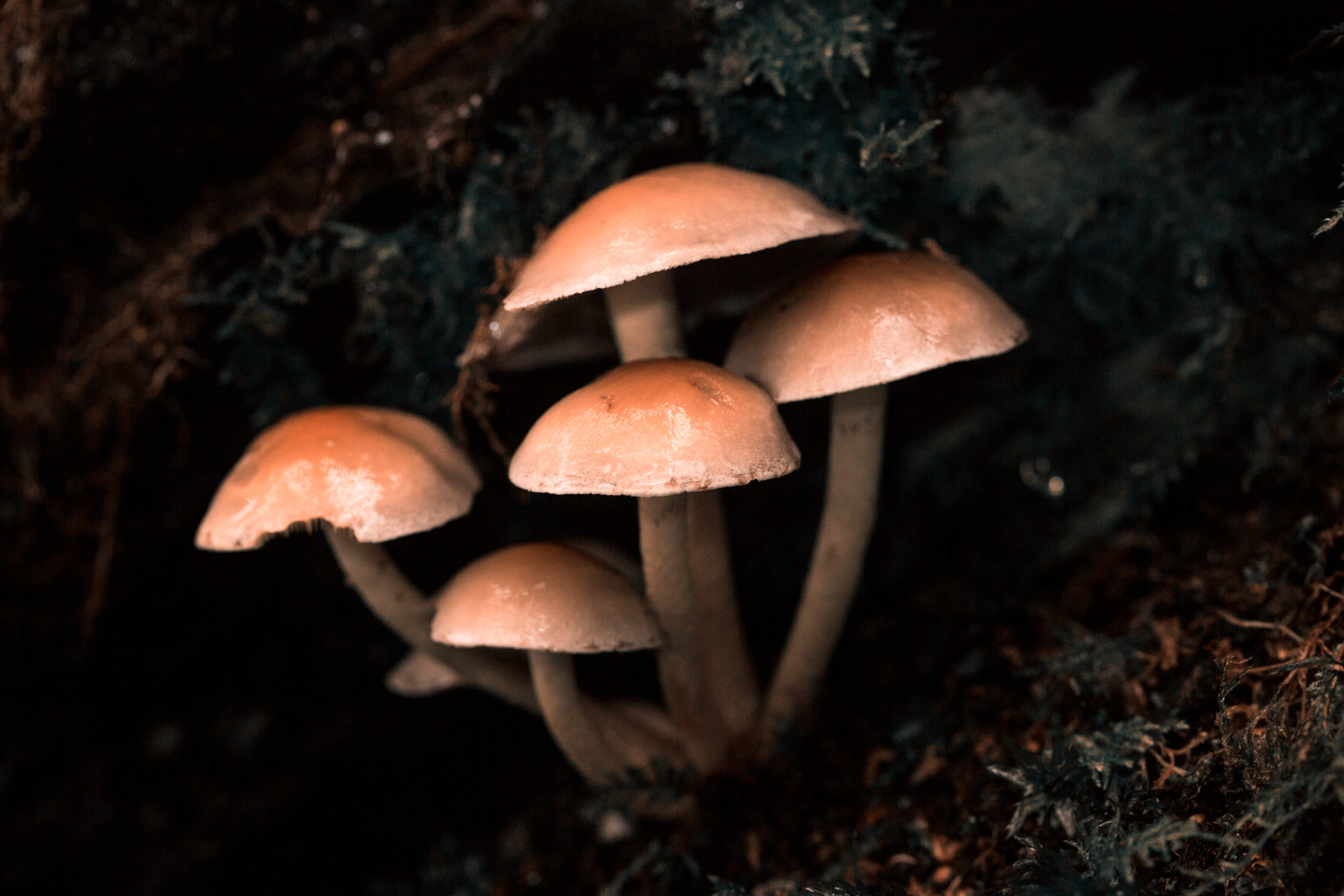 mushroom, dark forest, mossy earth, 5K Desktop Wallpaper