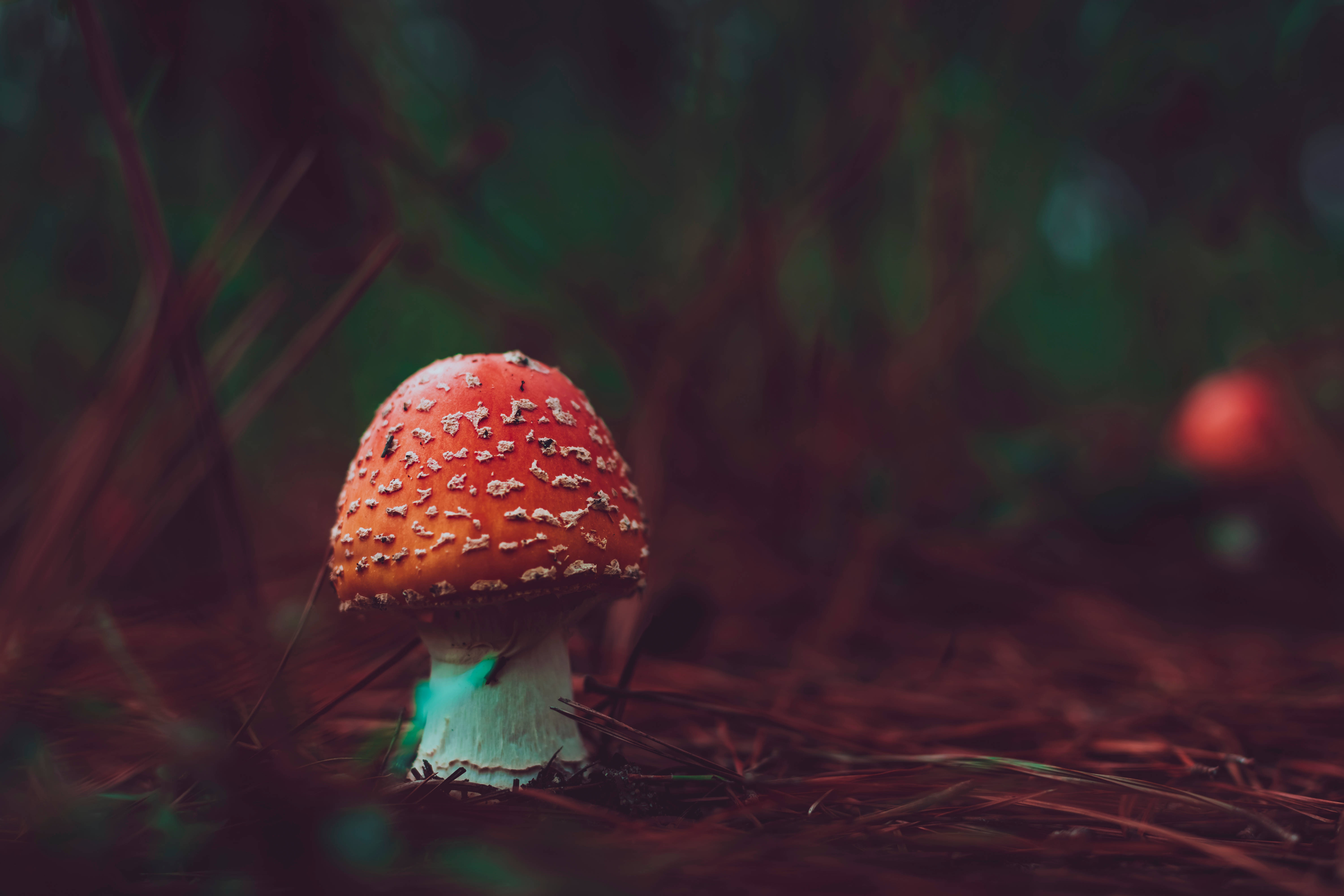 cute red mushroom, dark forest, vibrant red fly agaric, 5K Desktop Wallpaper