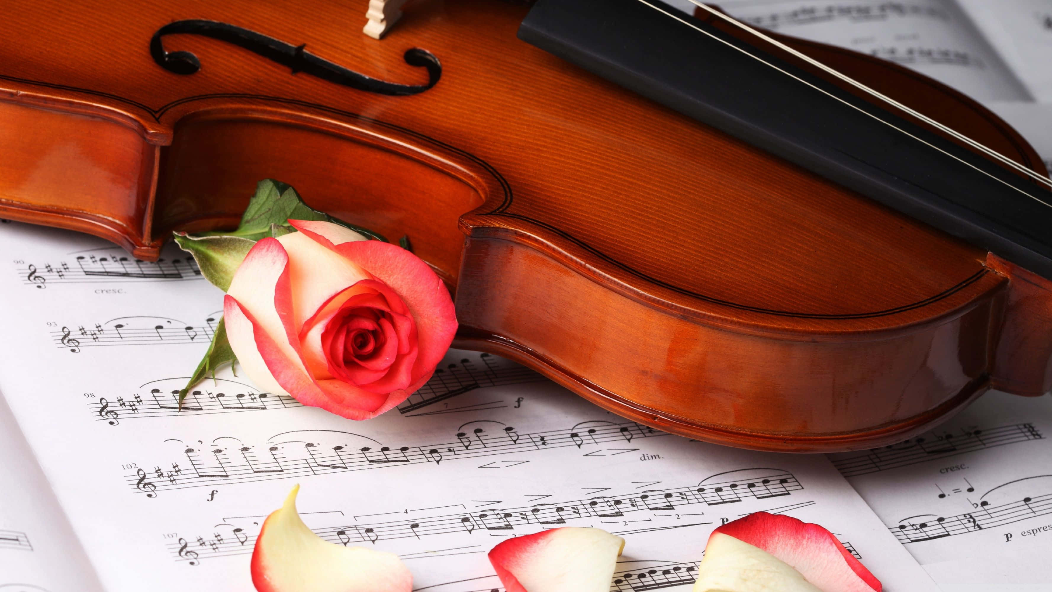 classical music, violin, sheet music, 2K Desktop Wallpaper