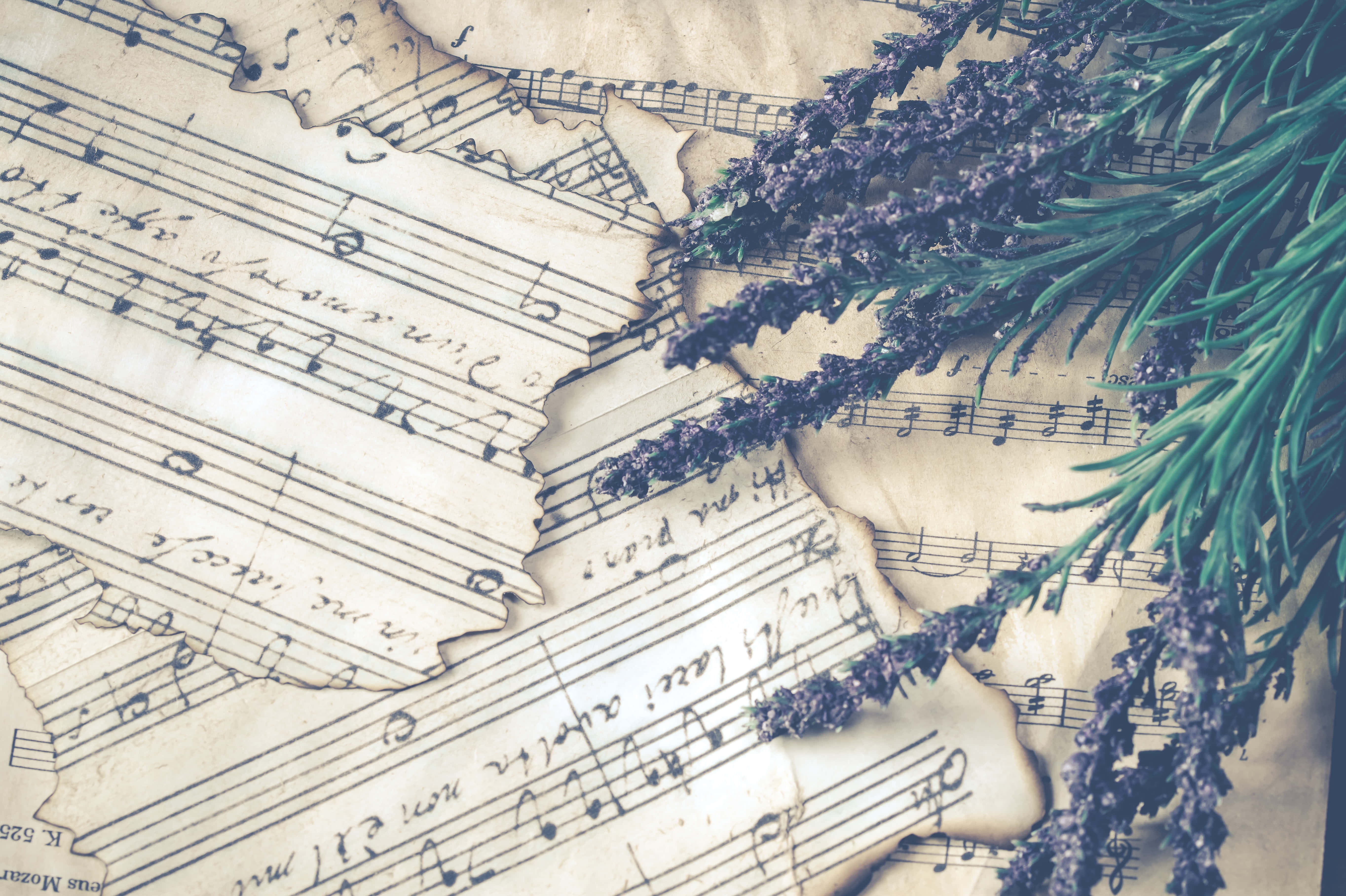 lavender sprigs, torn vintage sheet music, handwritten notes, 5K Desktop Wallpaper