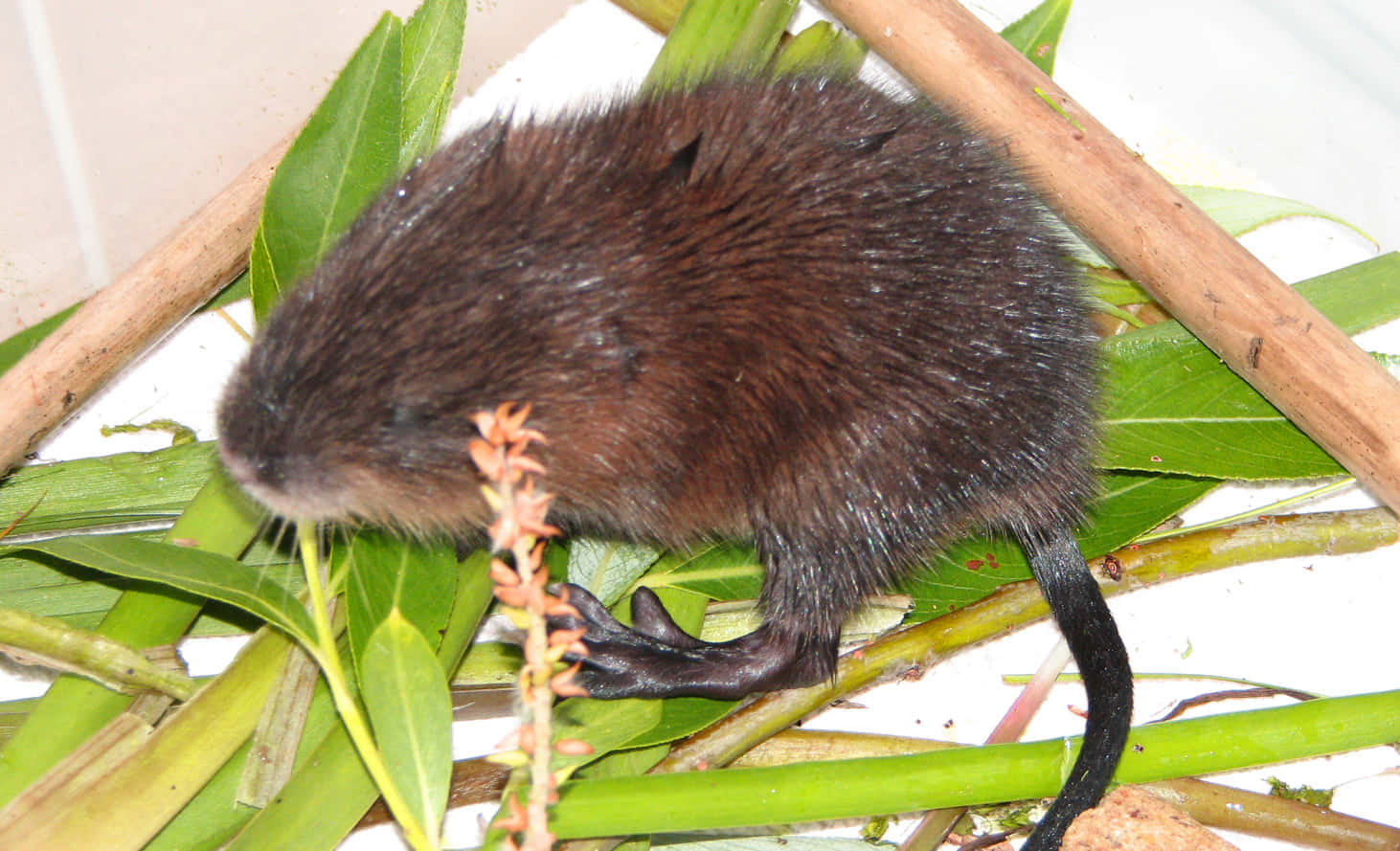 muskrat, brown water vole, long black tail, HD Desktop Wallpaper