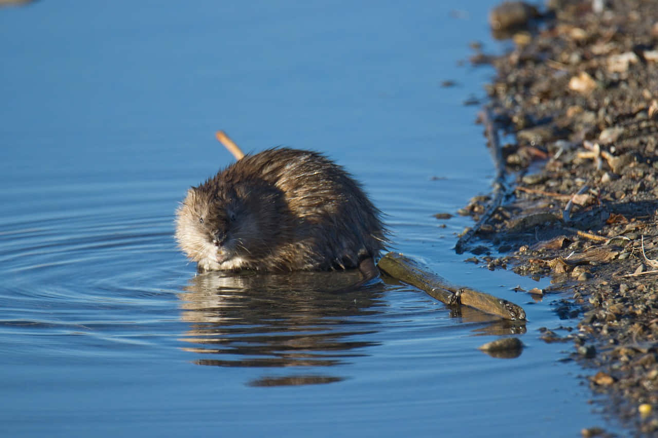 Muskrat, water's edge, sunny day, HD Desktop Wallpaper