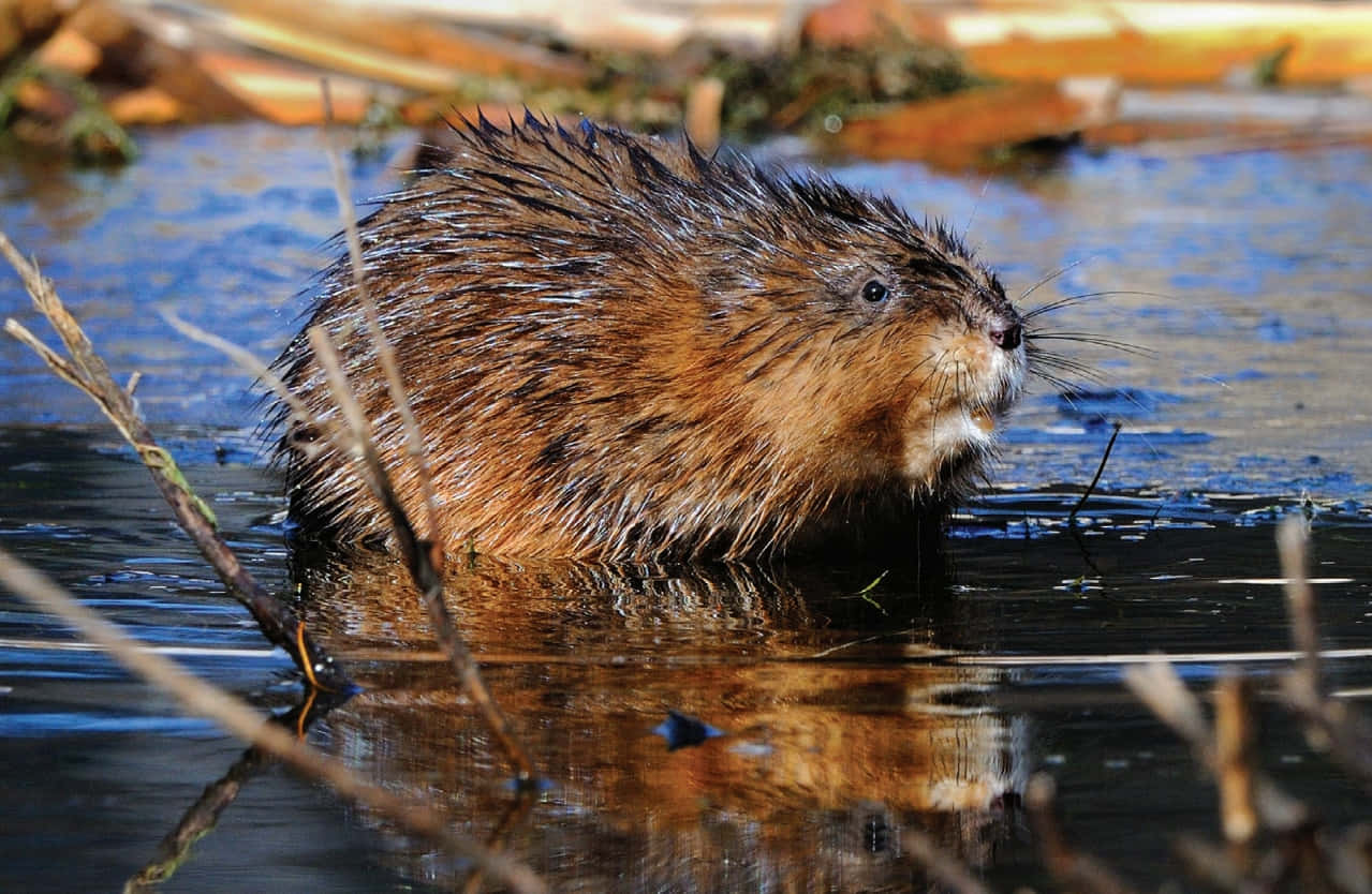muskrat, wetland, calm water, SD Desktop Wallpaper