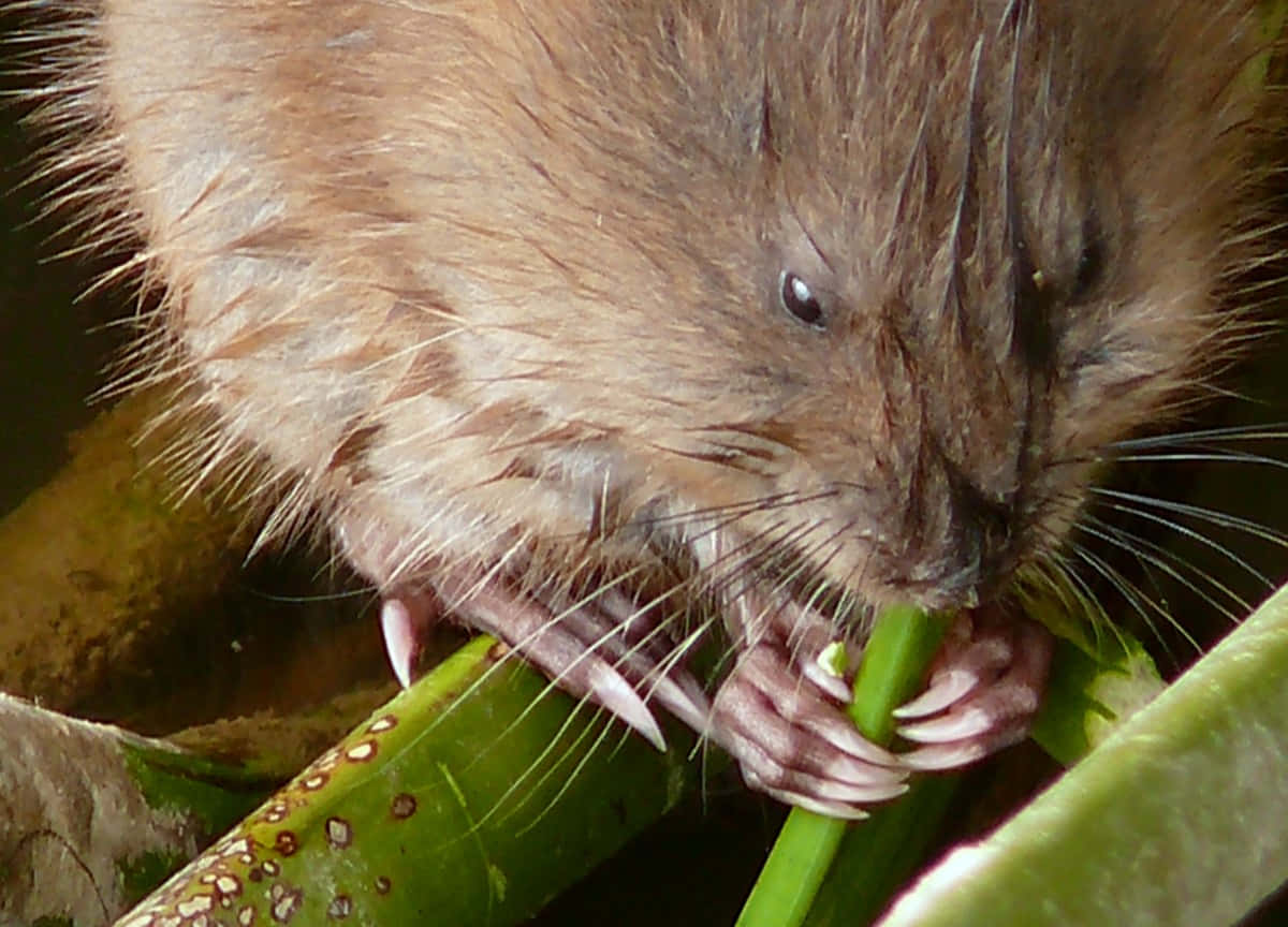 muskrat, brown rodent, sharp claws, SD Desktop Wallpaper