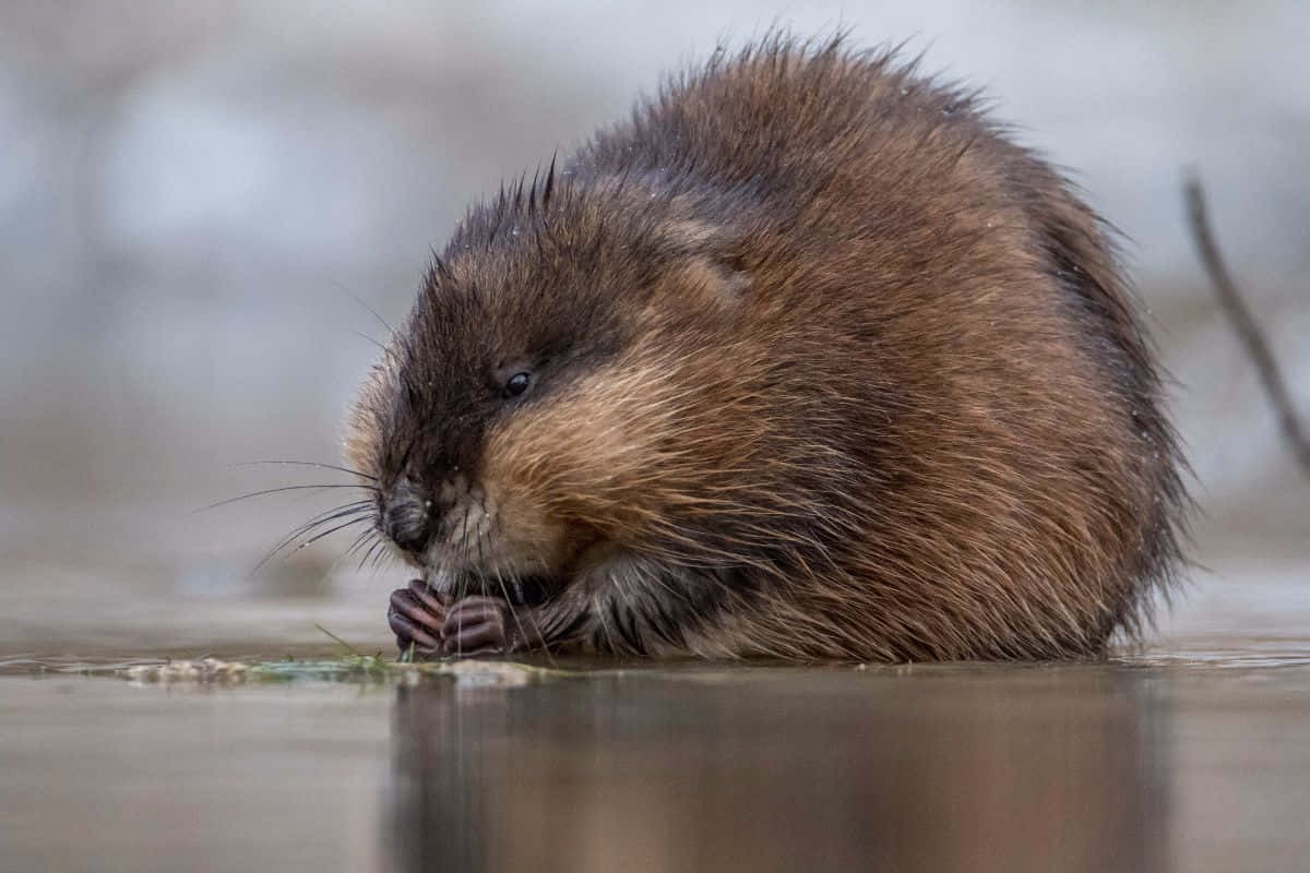 muskrat, water edge, wet brown, SD Desktop Wallpaper