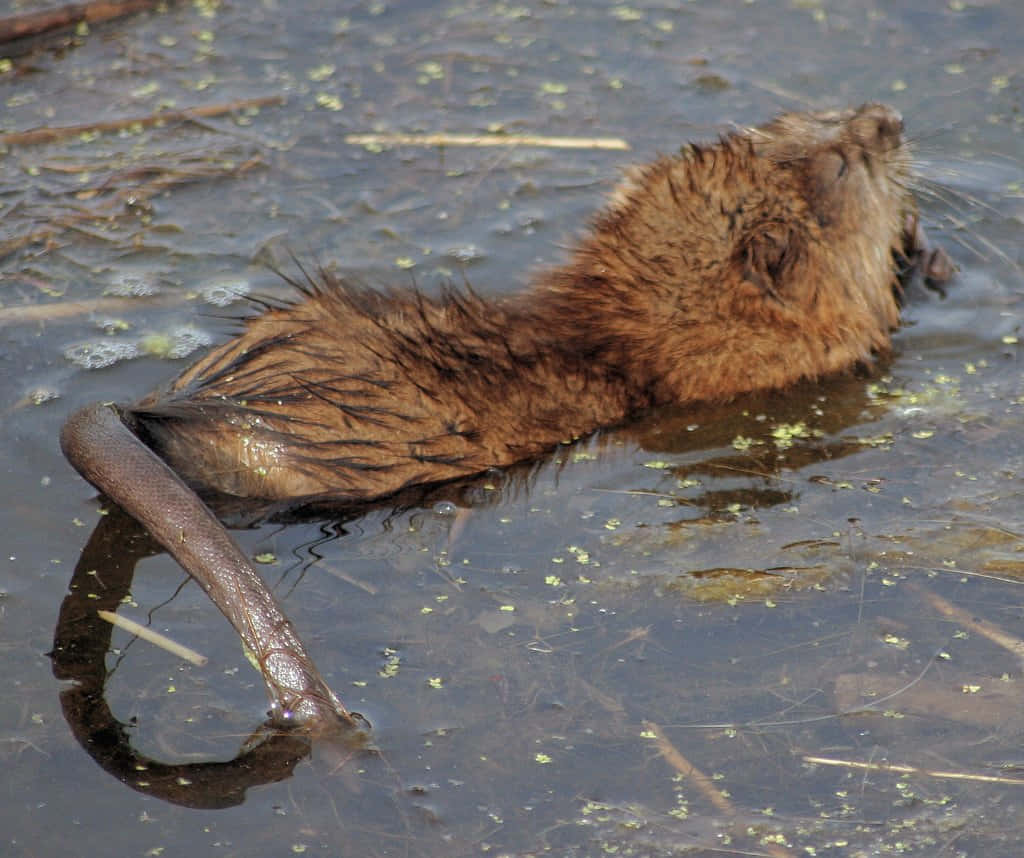 muskrat, murky water, dark snake, SD Desktop Wallpaper