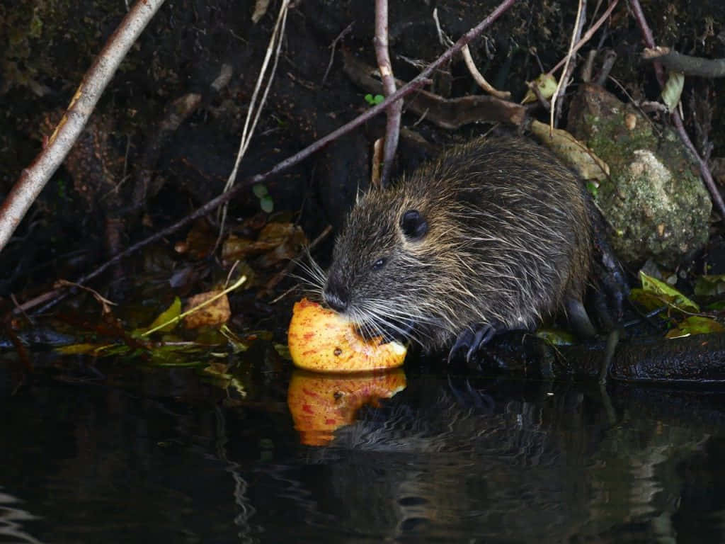 muskrat, water's edge, yellow apple, SD Desktop Wallpaper